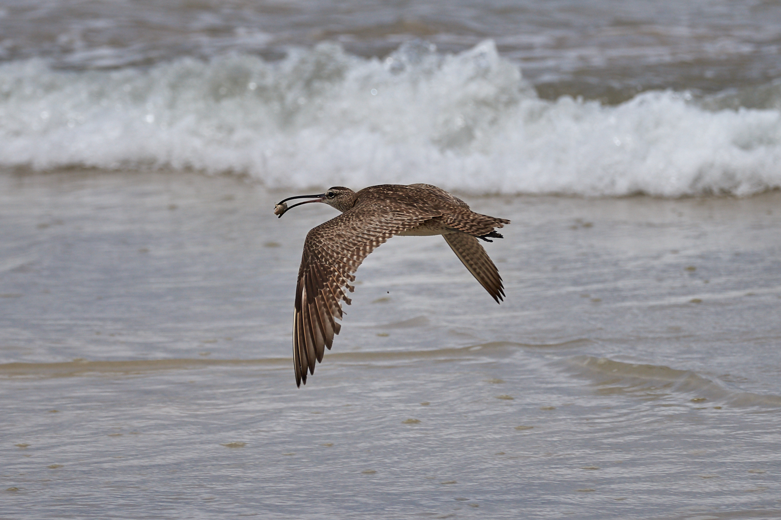 Curlew