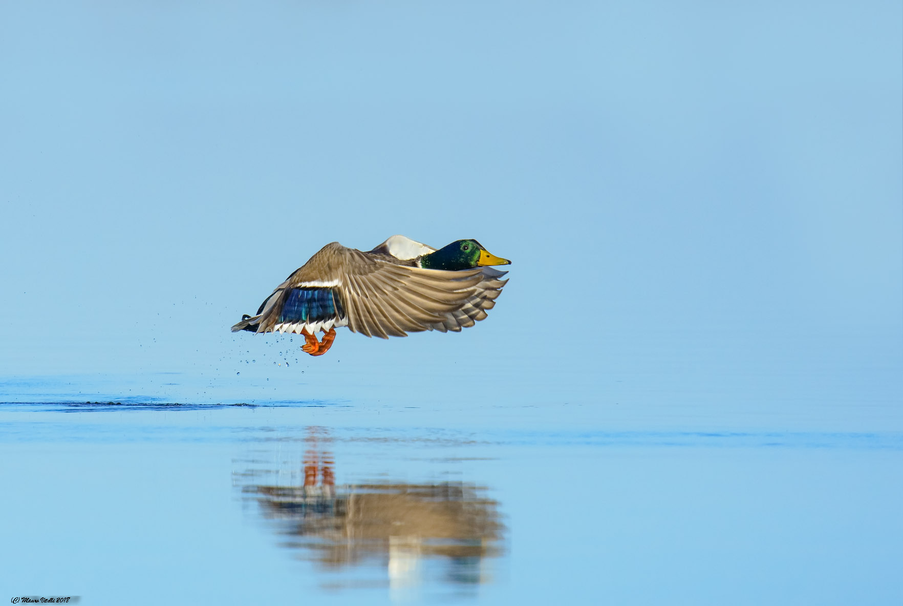 Mallard
