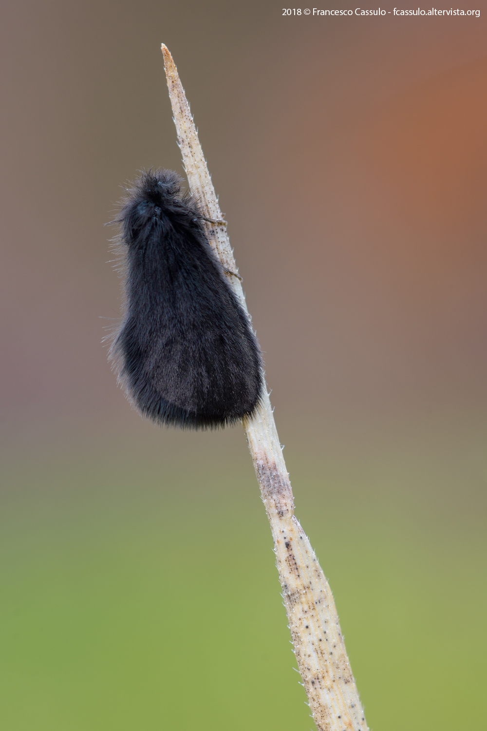 Psychidae Boisduval, 1828