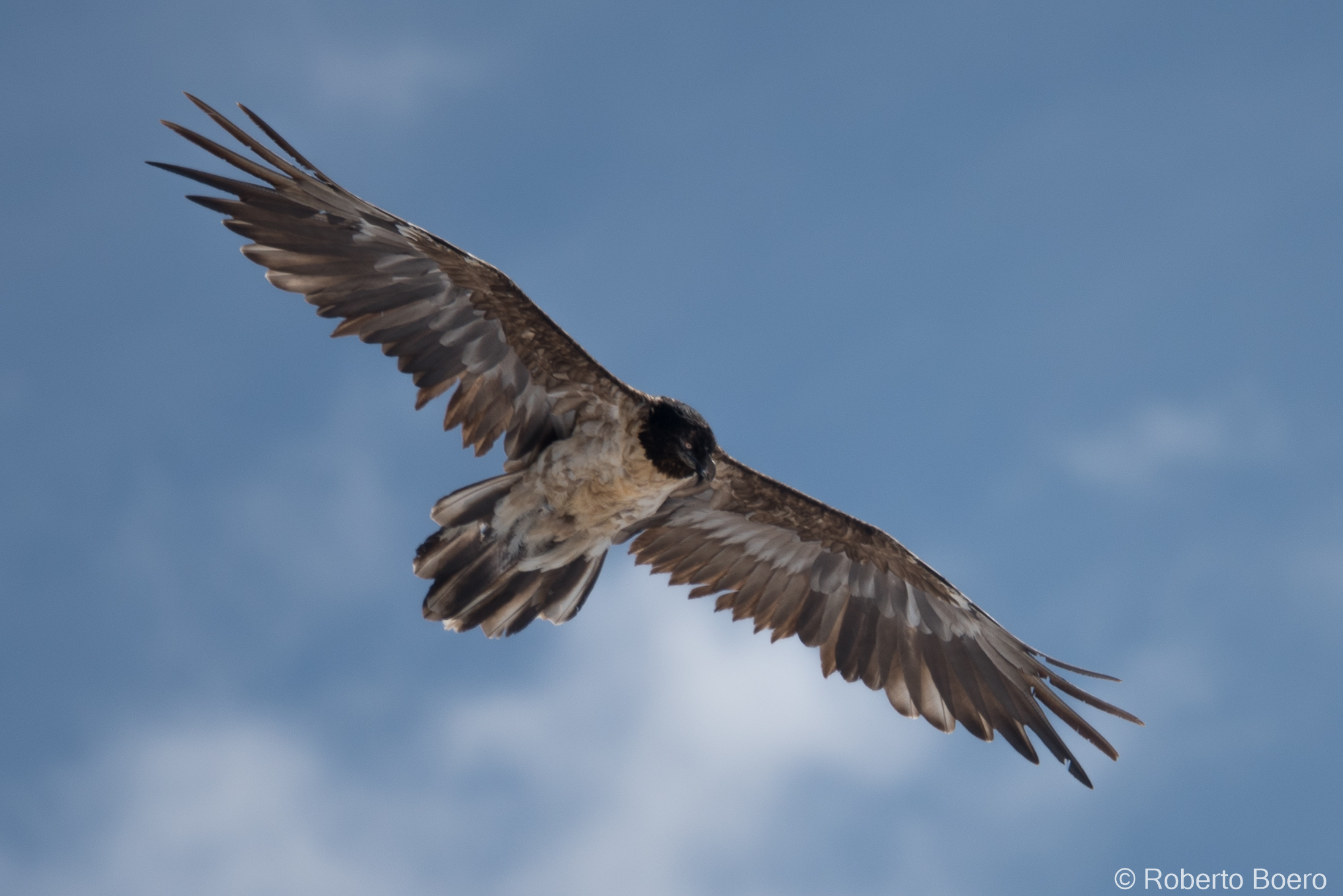 Vulture in reconnaissance flight