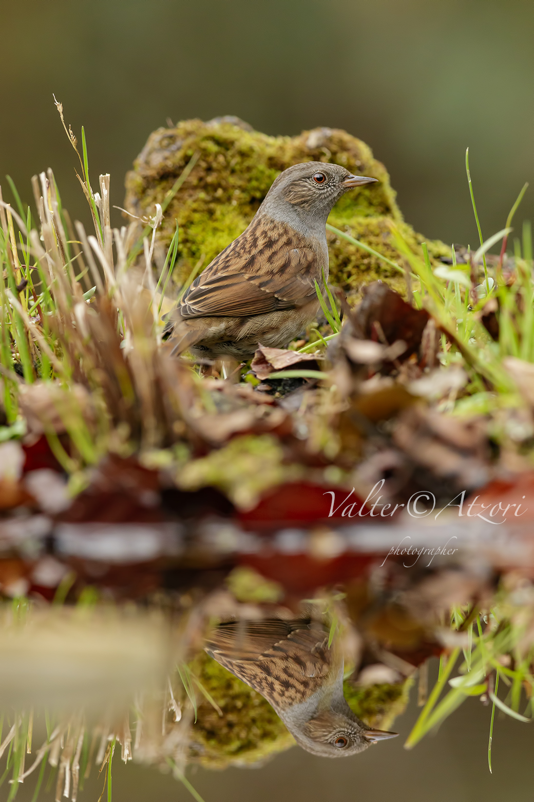 Passera scopatola allo specchio