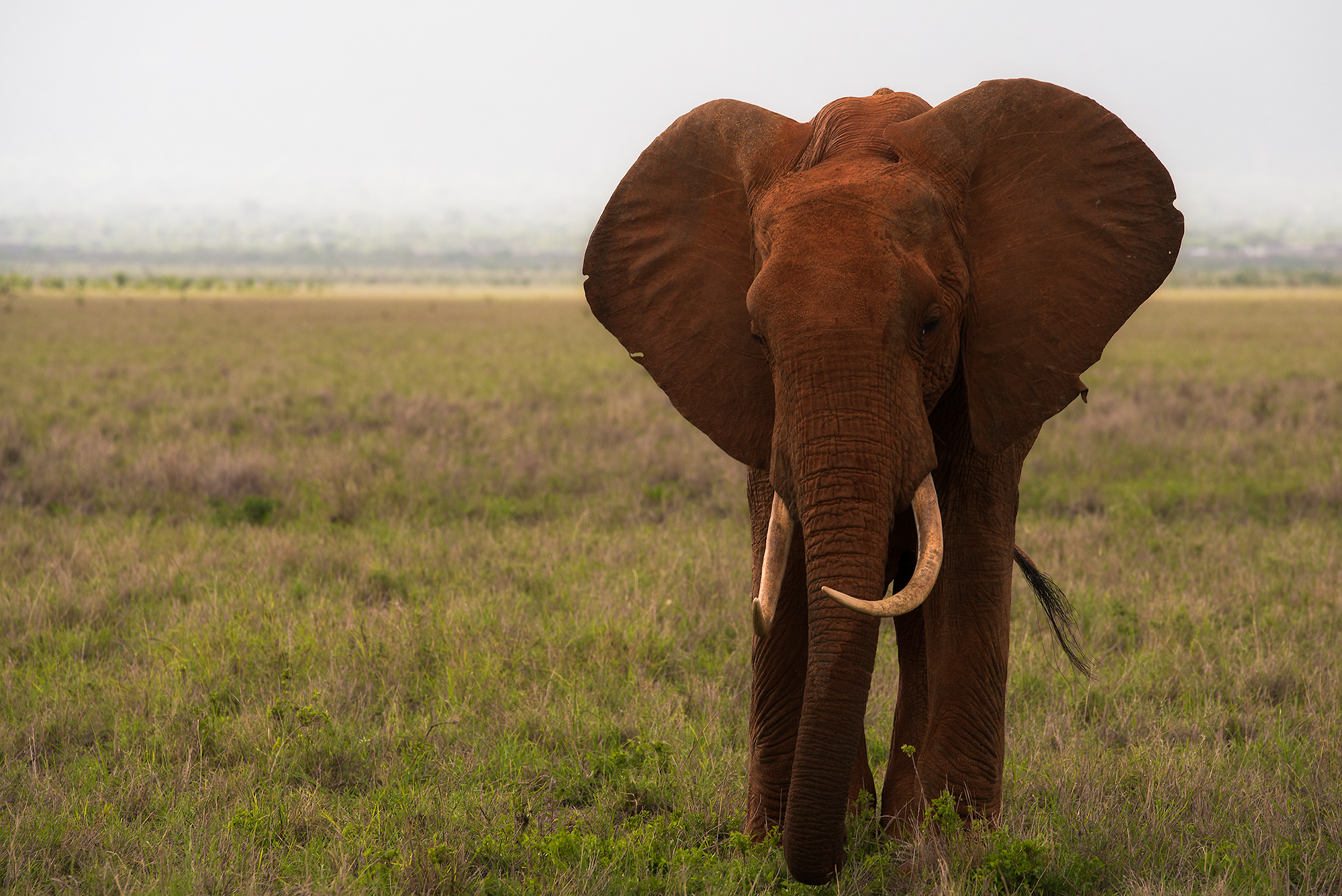 Red Elephant -Kenya Tsavo east