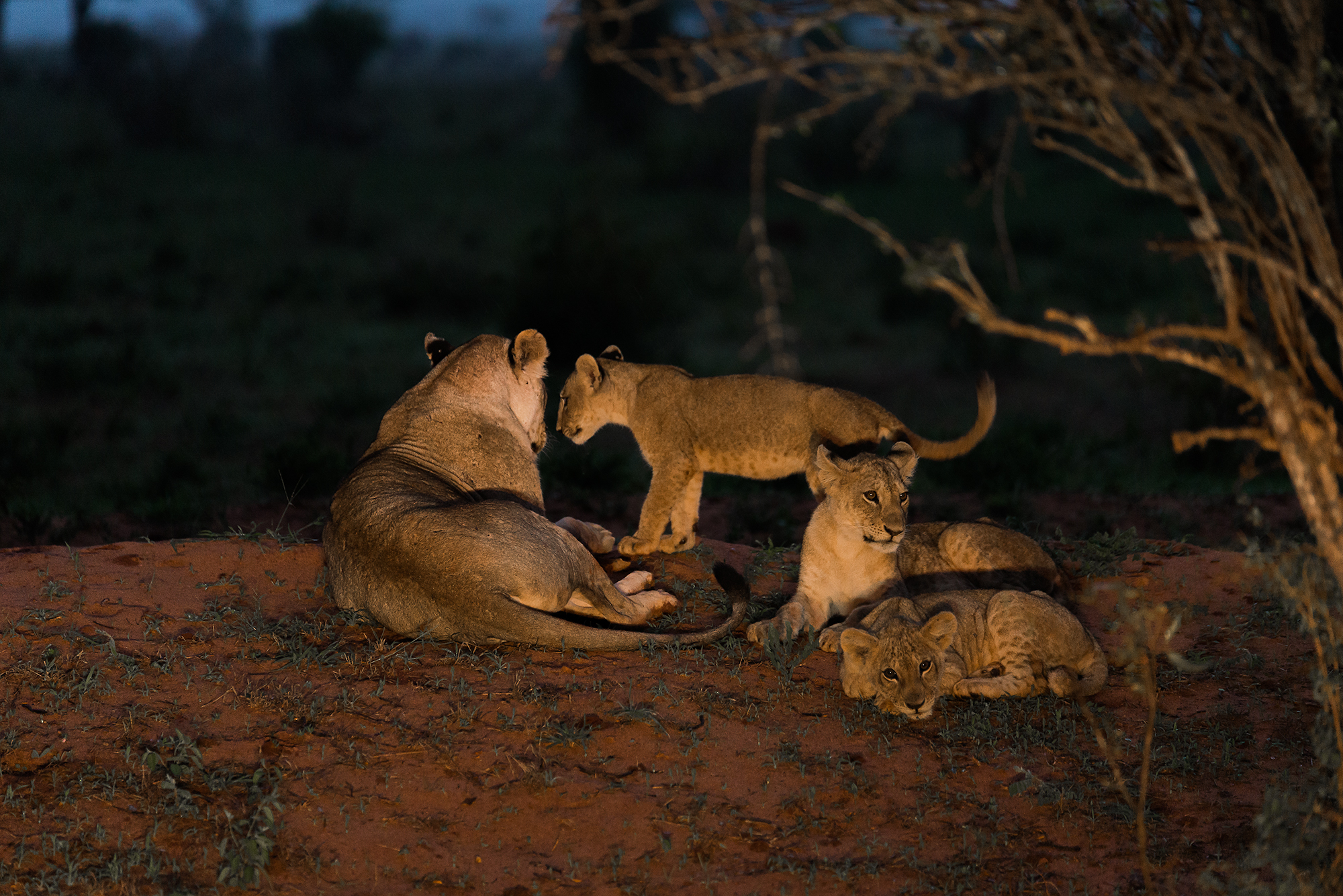 Leoni nella notte - Tsavo east kenya