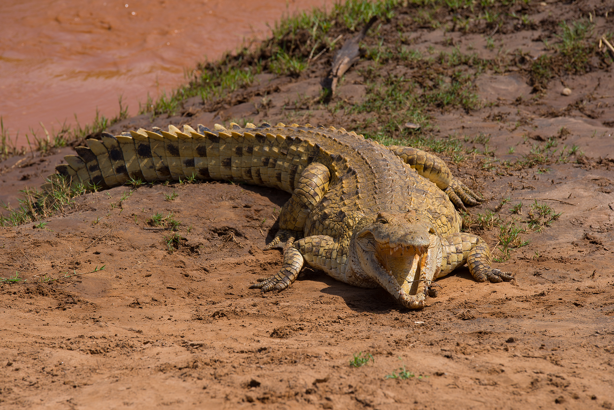 Coccodrillo - Tsavo east