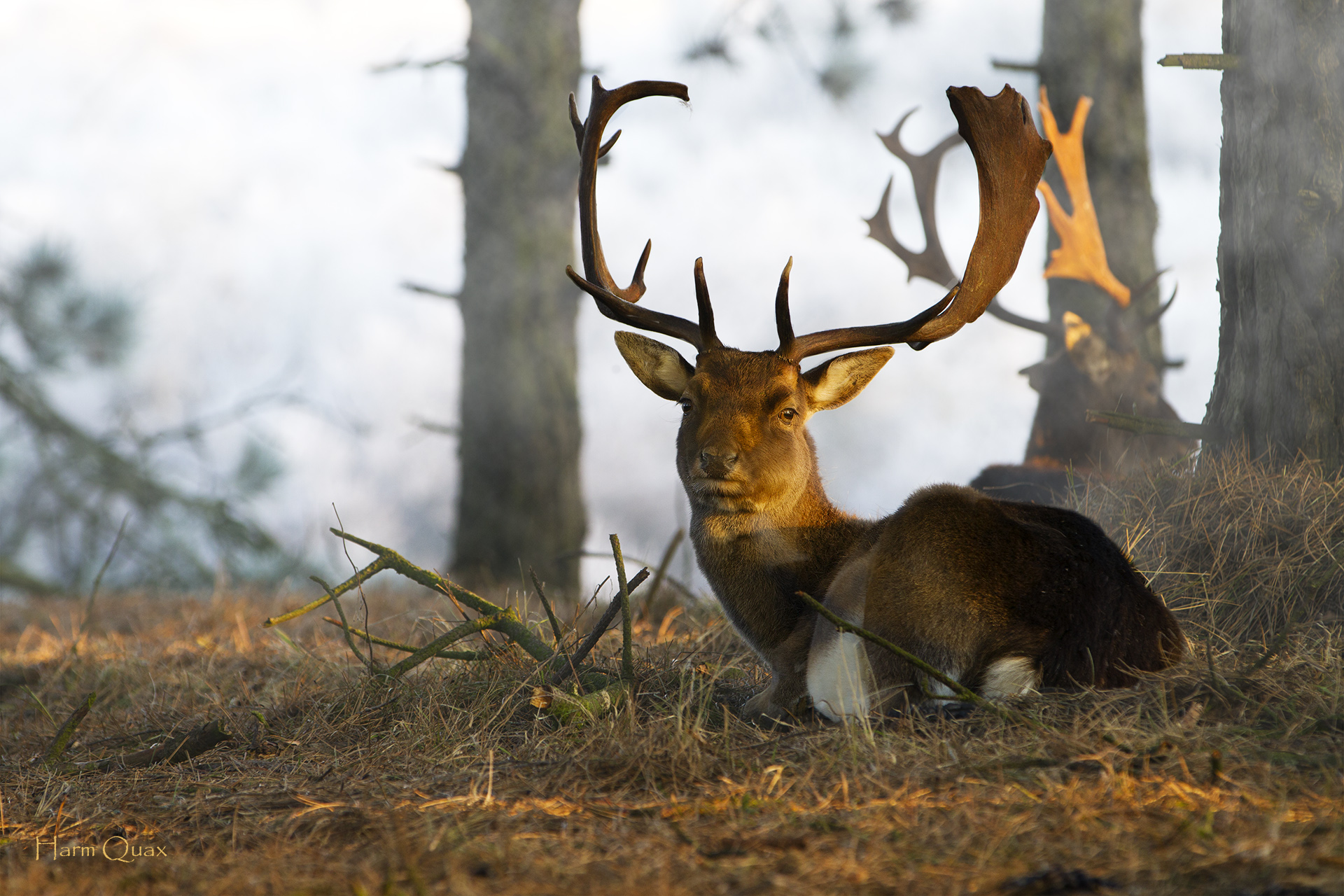 Fallow deer