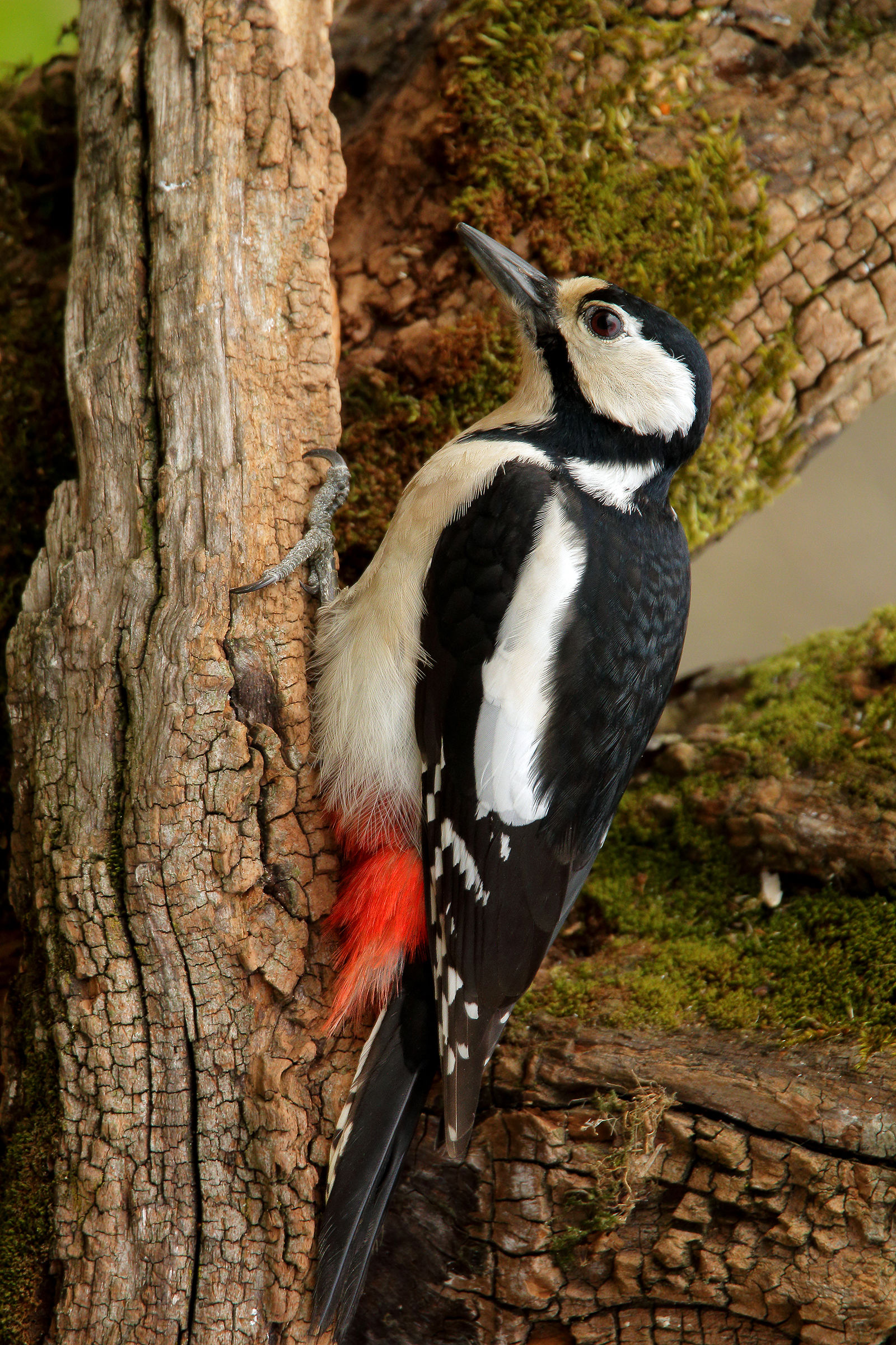 great spotted woodpecker