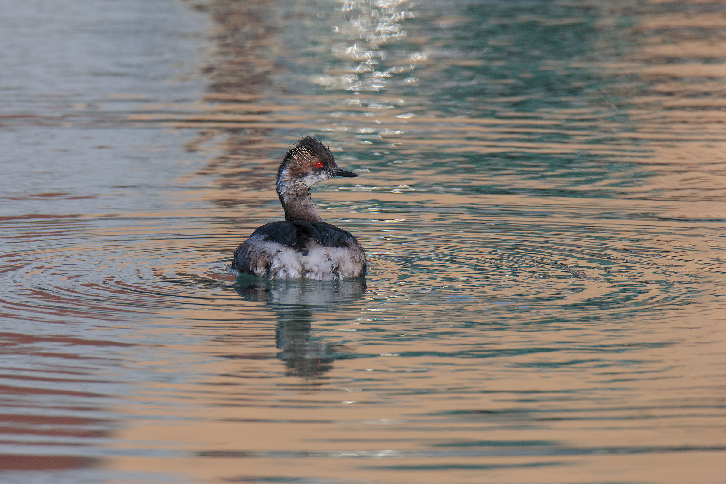 Small grebe