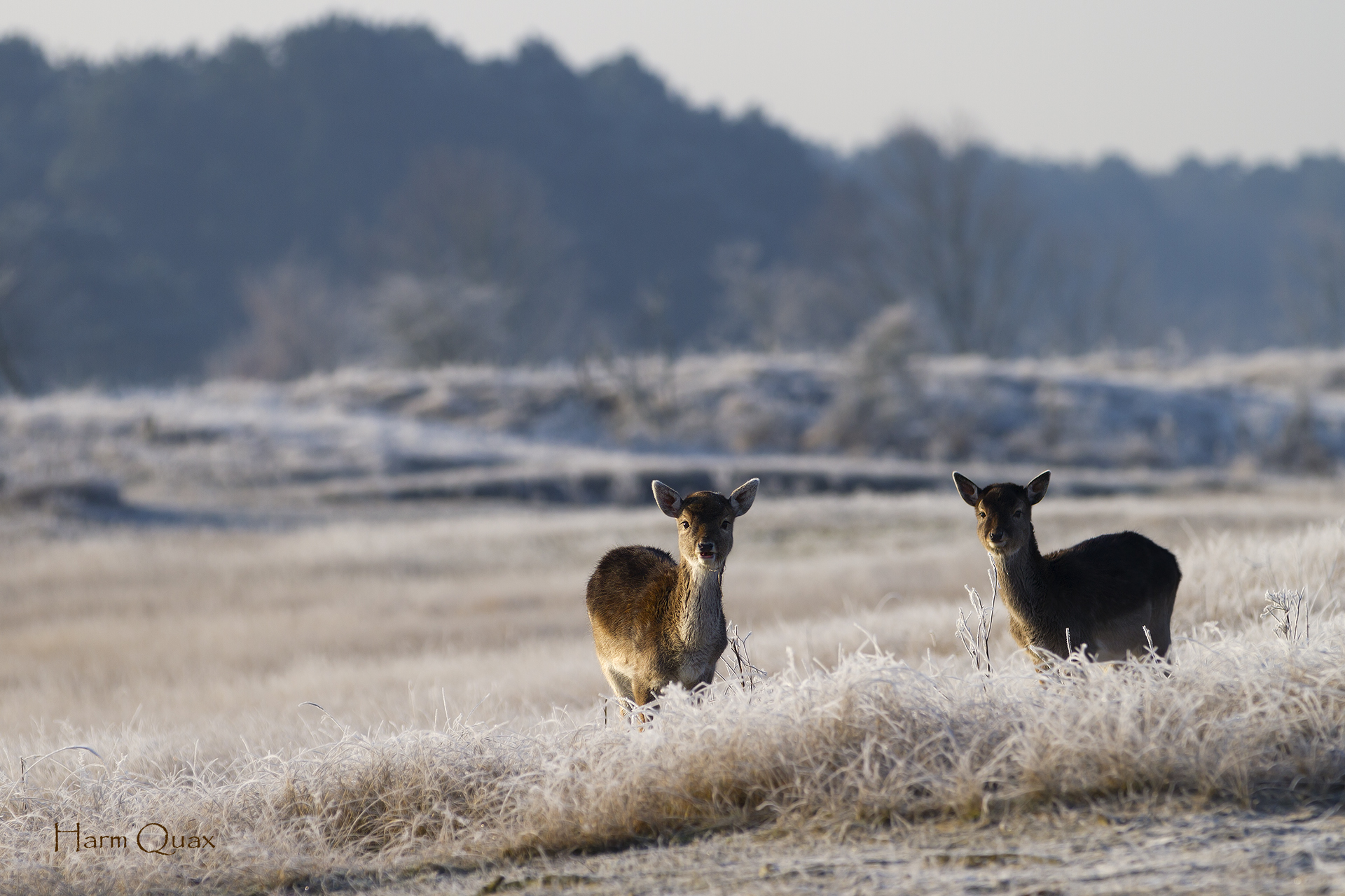 Young fallow deer