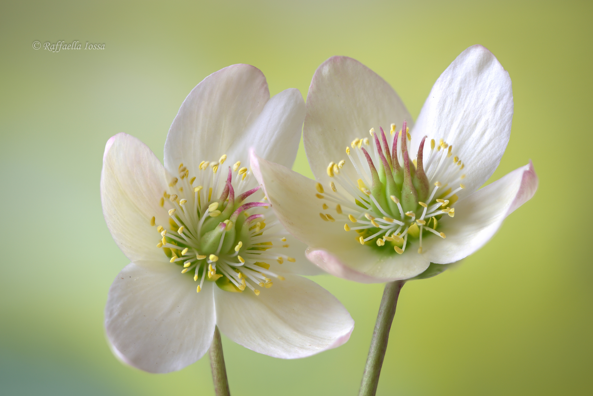 Helleborus niger 'Christmas Carol'