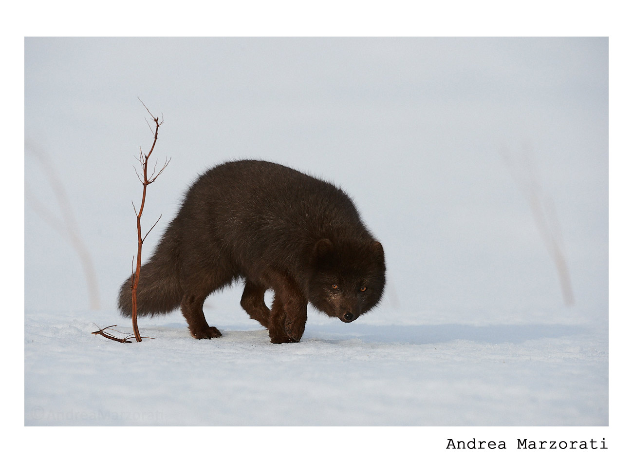 Blue arctic fox