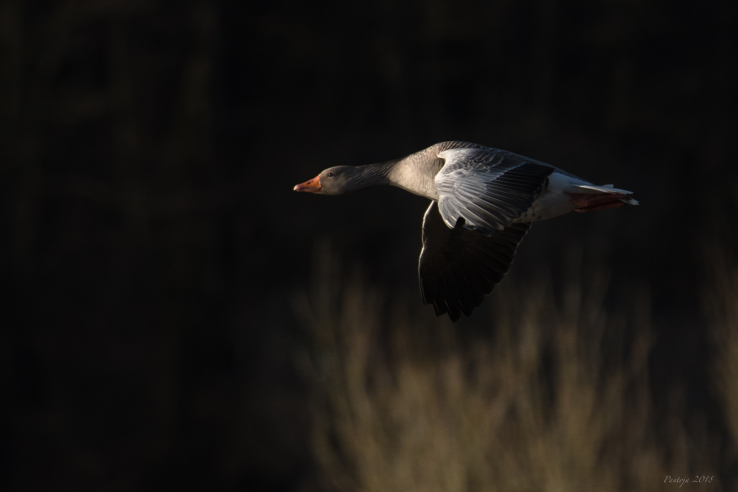 In the morning light