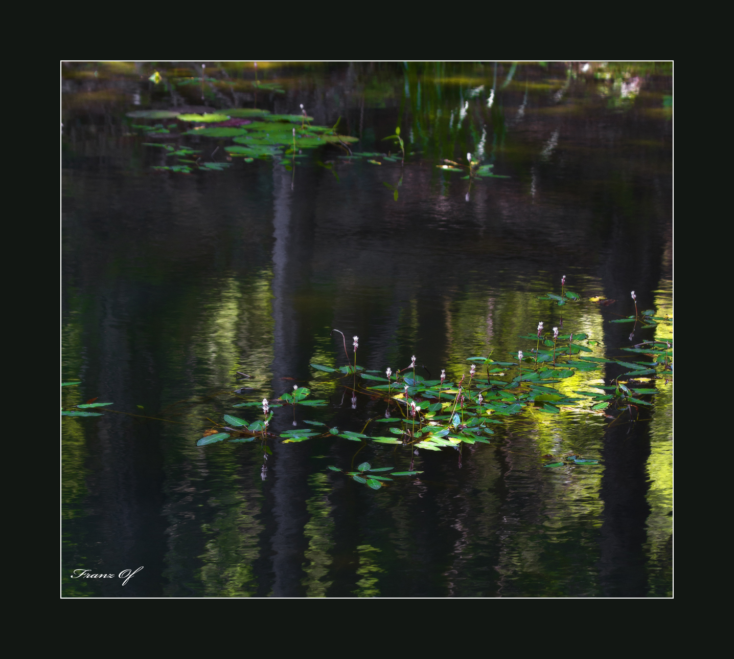waterlilies