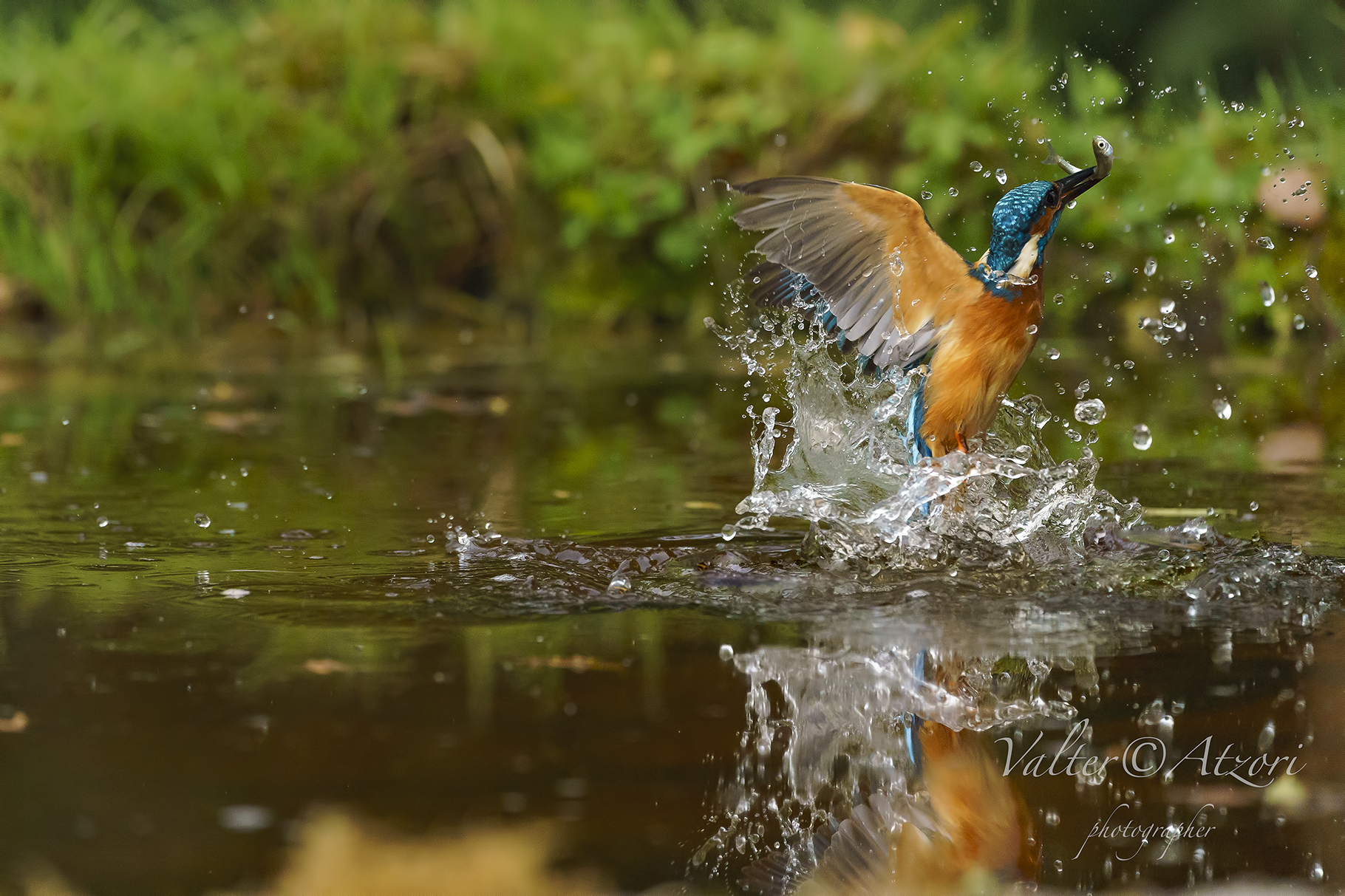Kingfisher with prey
