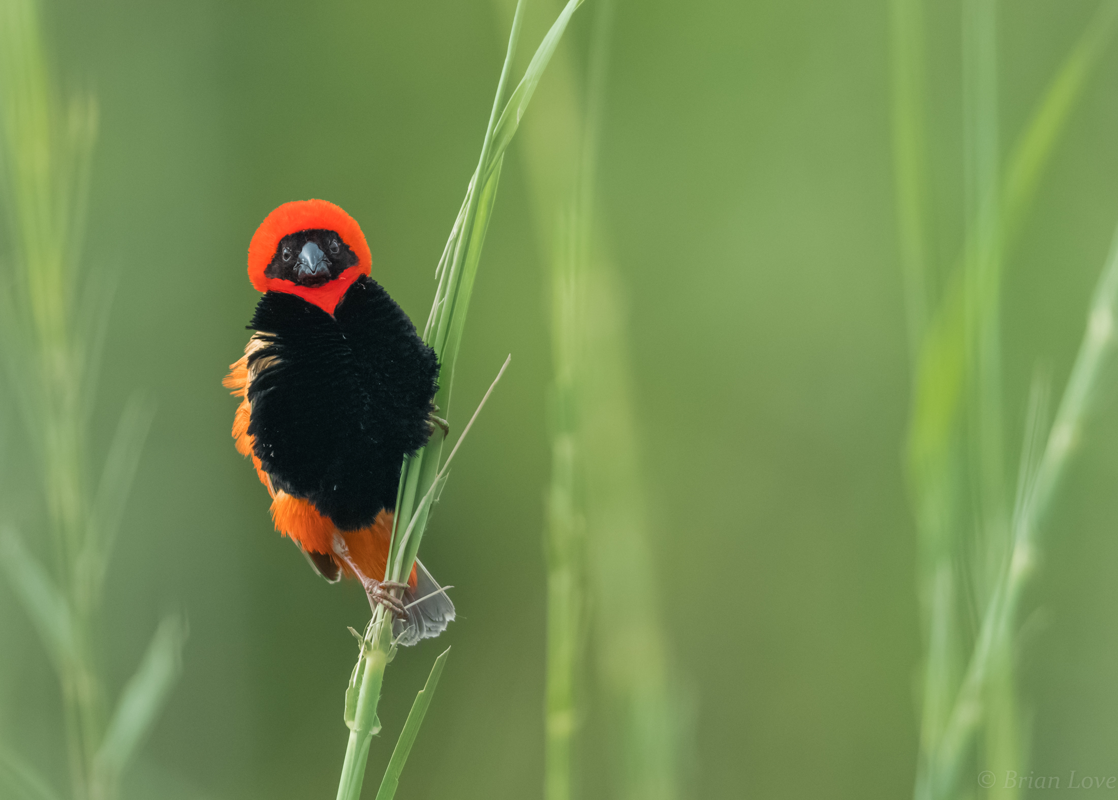 Southern Red Bishop - Male
