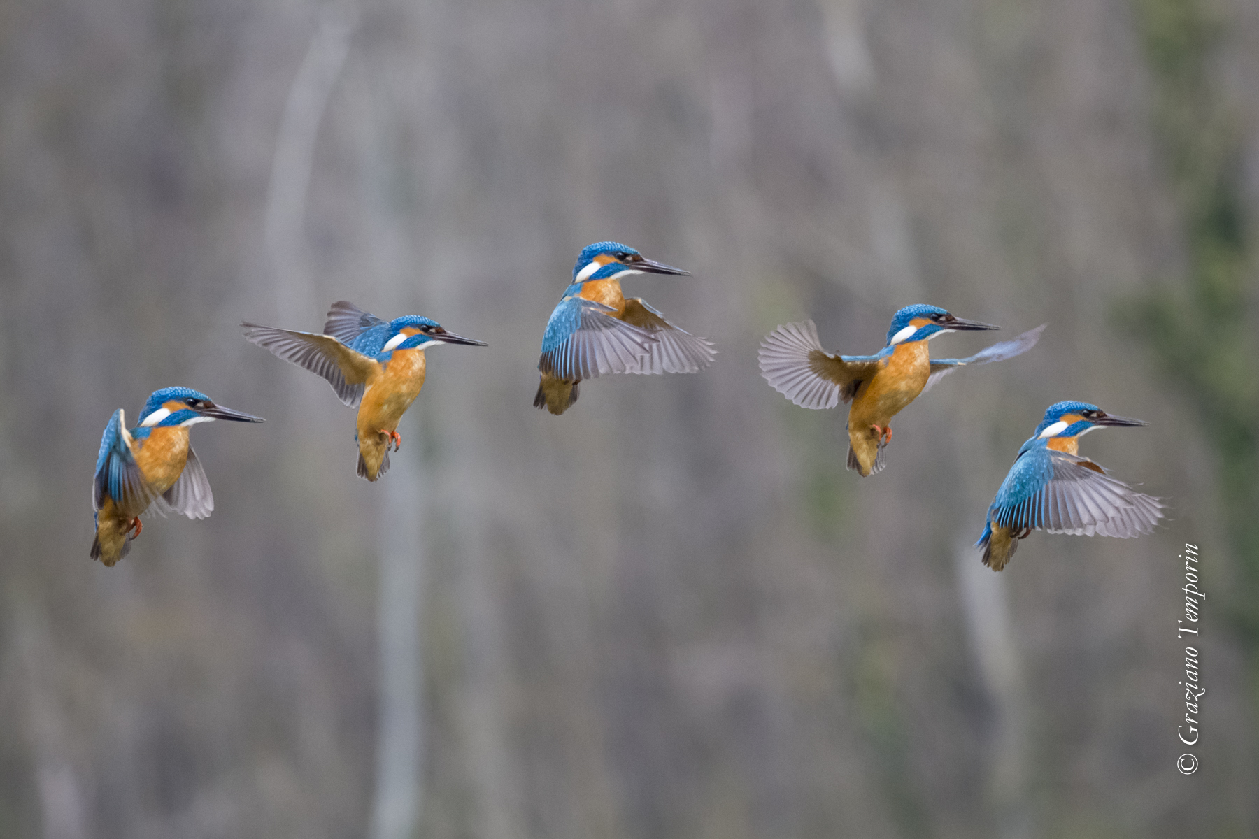Location of stall (Kingfisher)