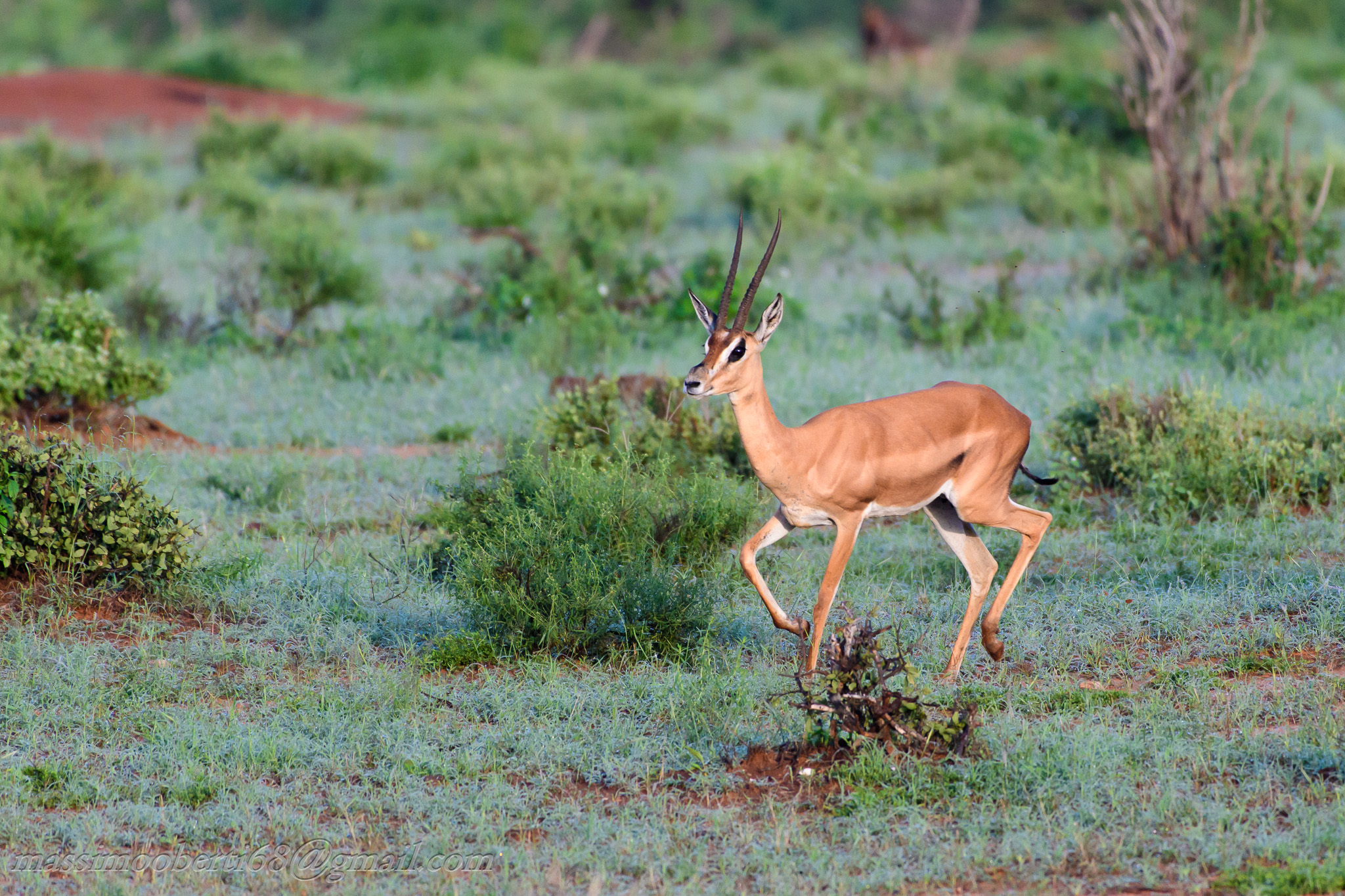young impala