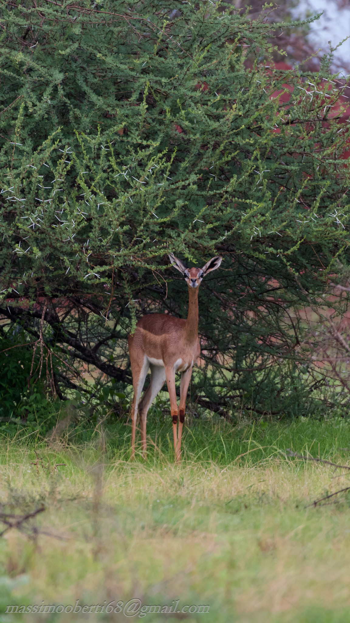female giraffe Antelope