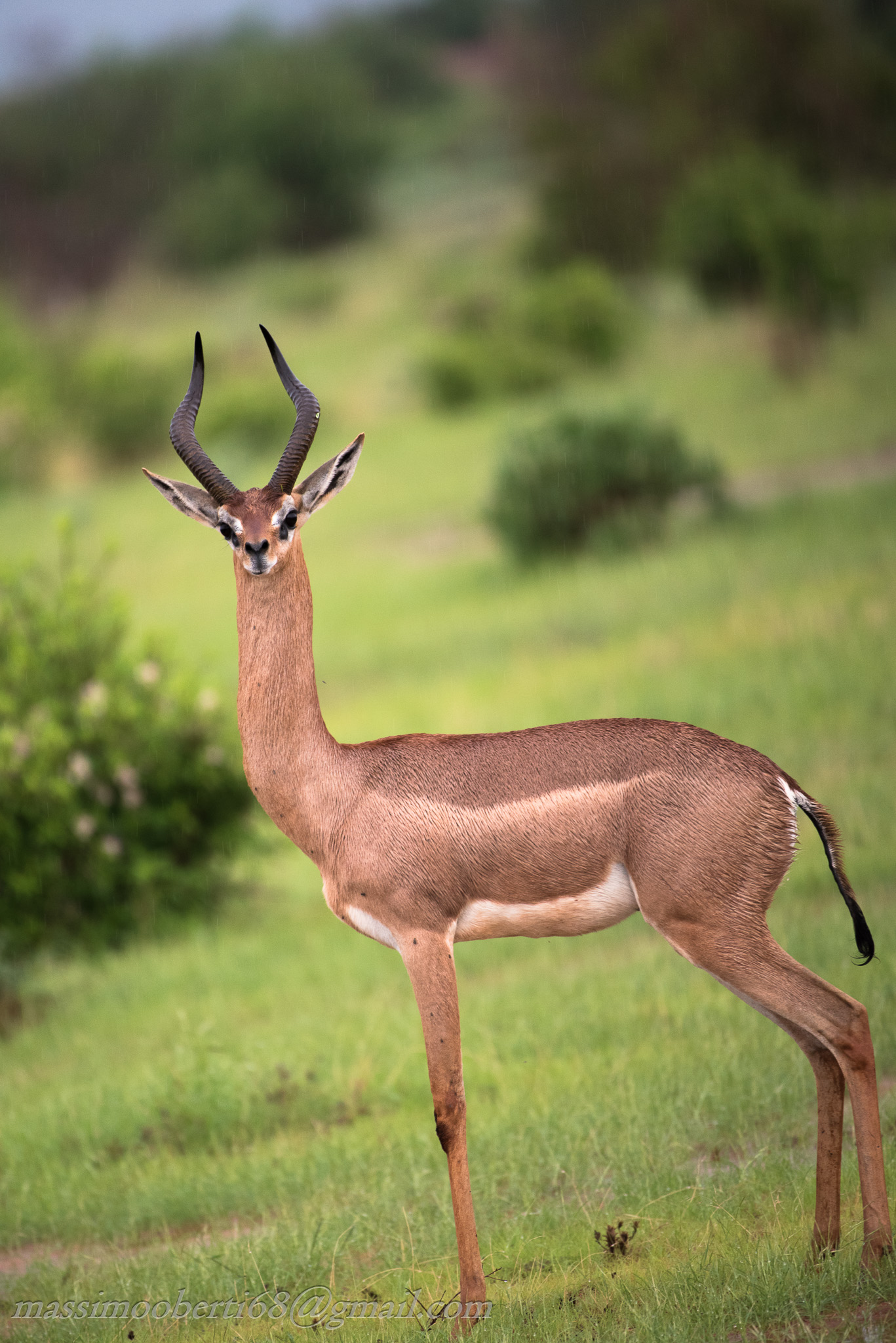 male giraffe Antelope