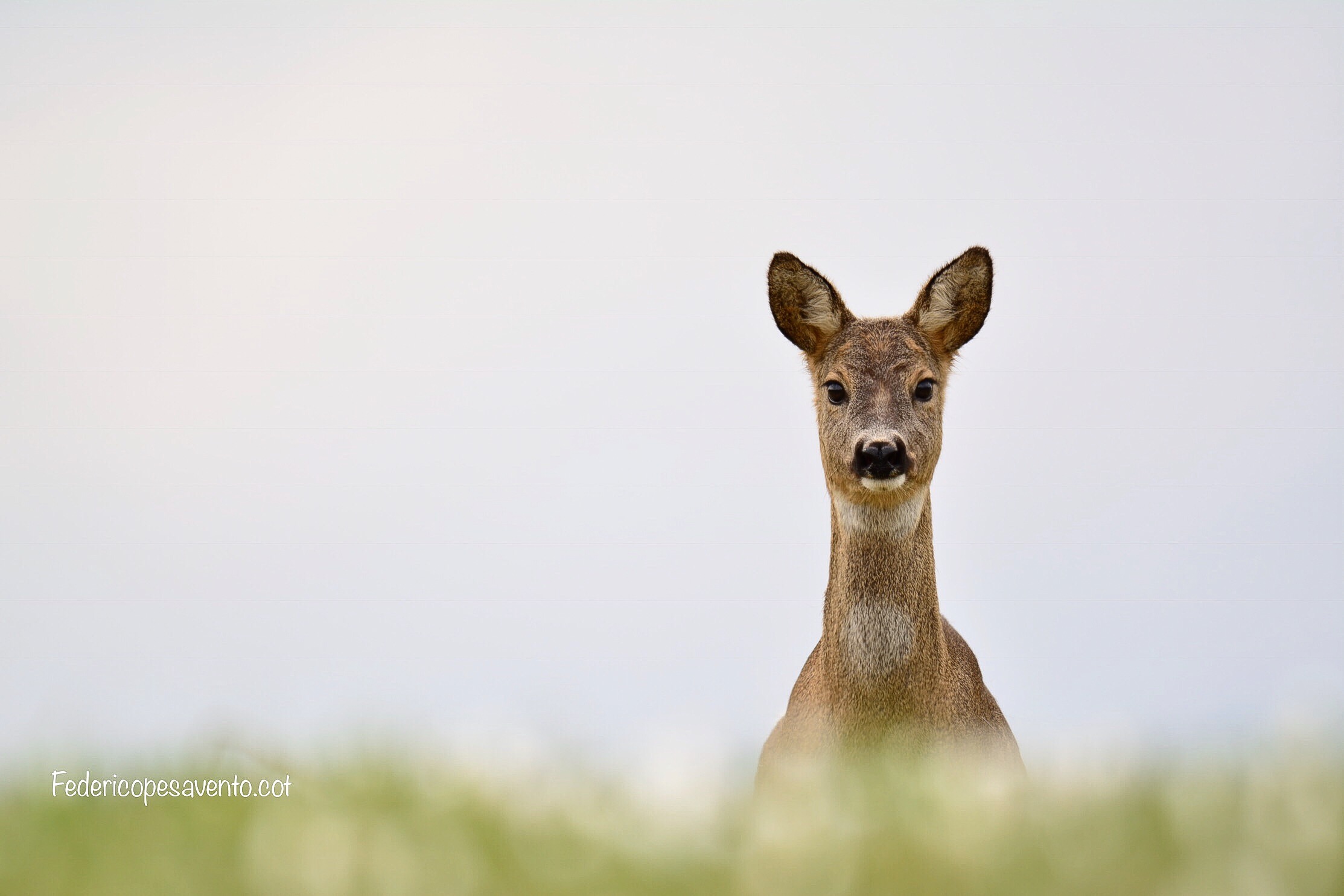 Female roe deer