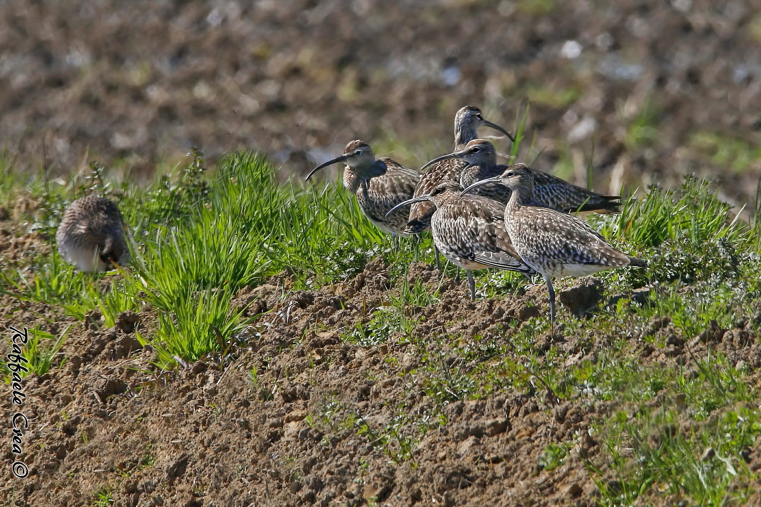 Curlews Small