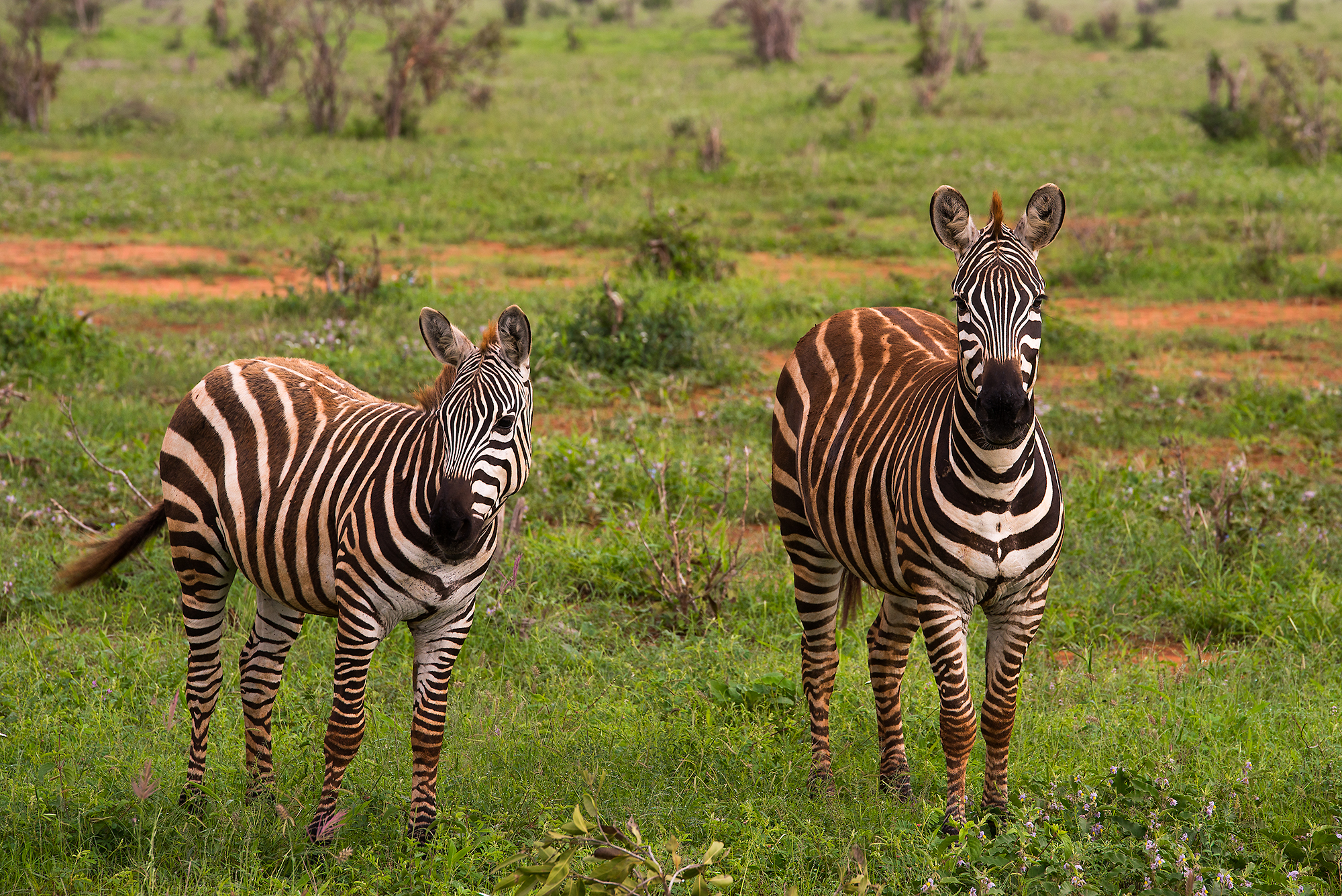 Zebre - Tsavo east , Kenya