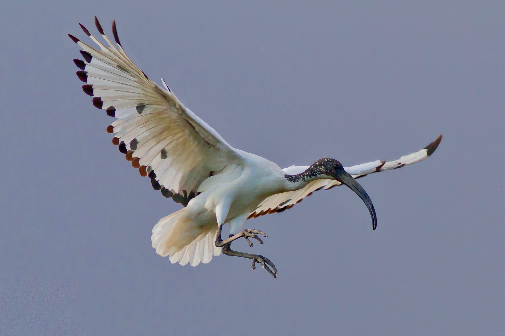 Ibis Sacro Sacro In Arrivo