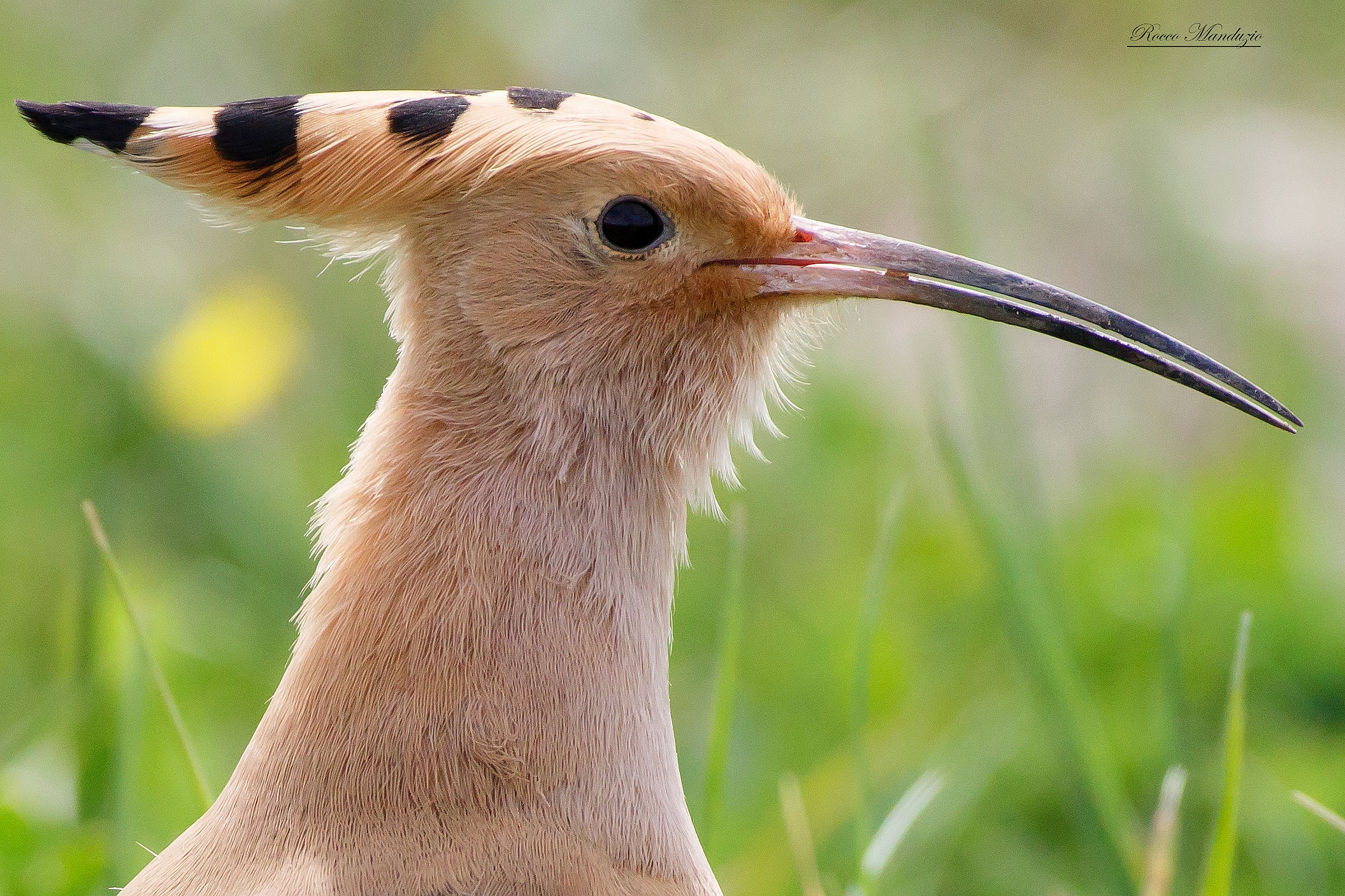 Portrait of Hoopoe