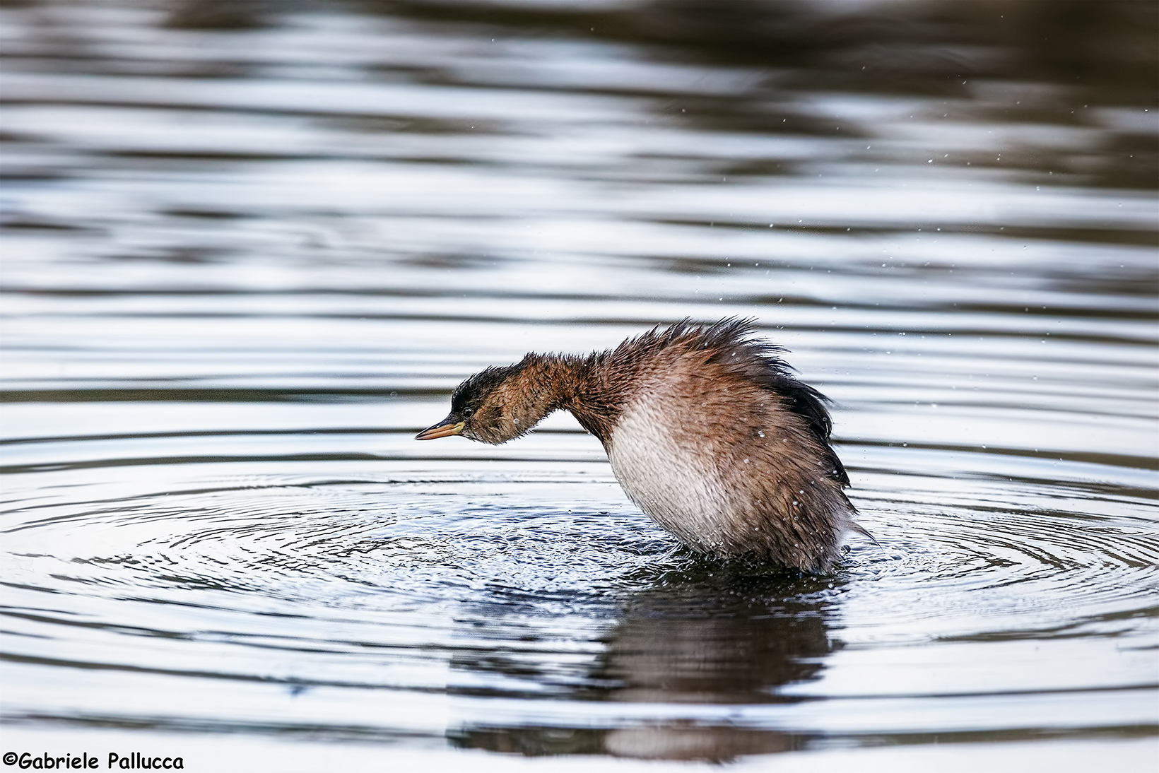 Little Grebe