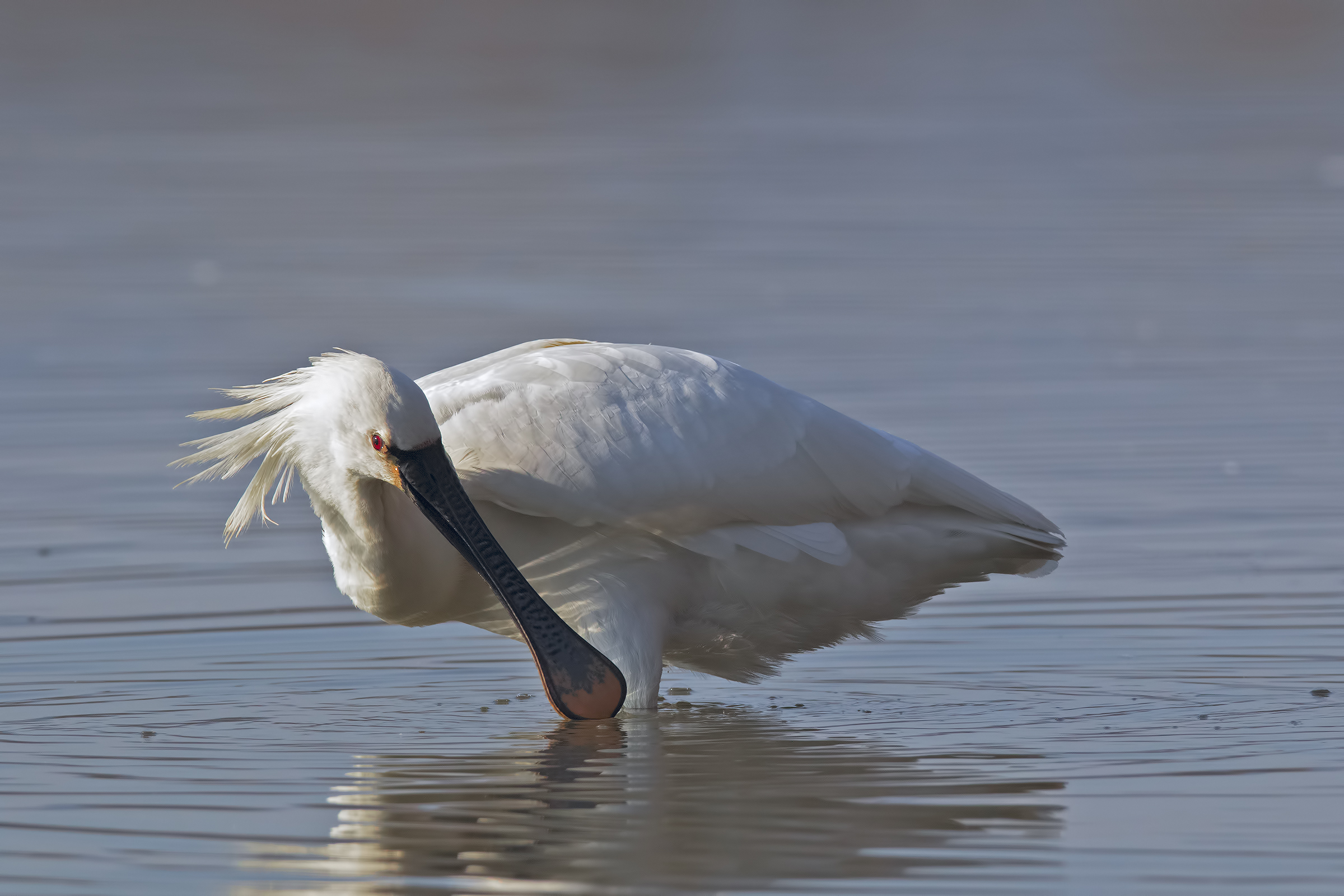 My Profile DX (Spatula)