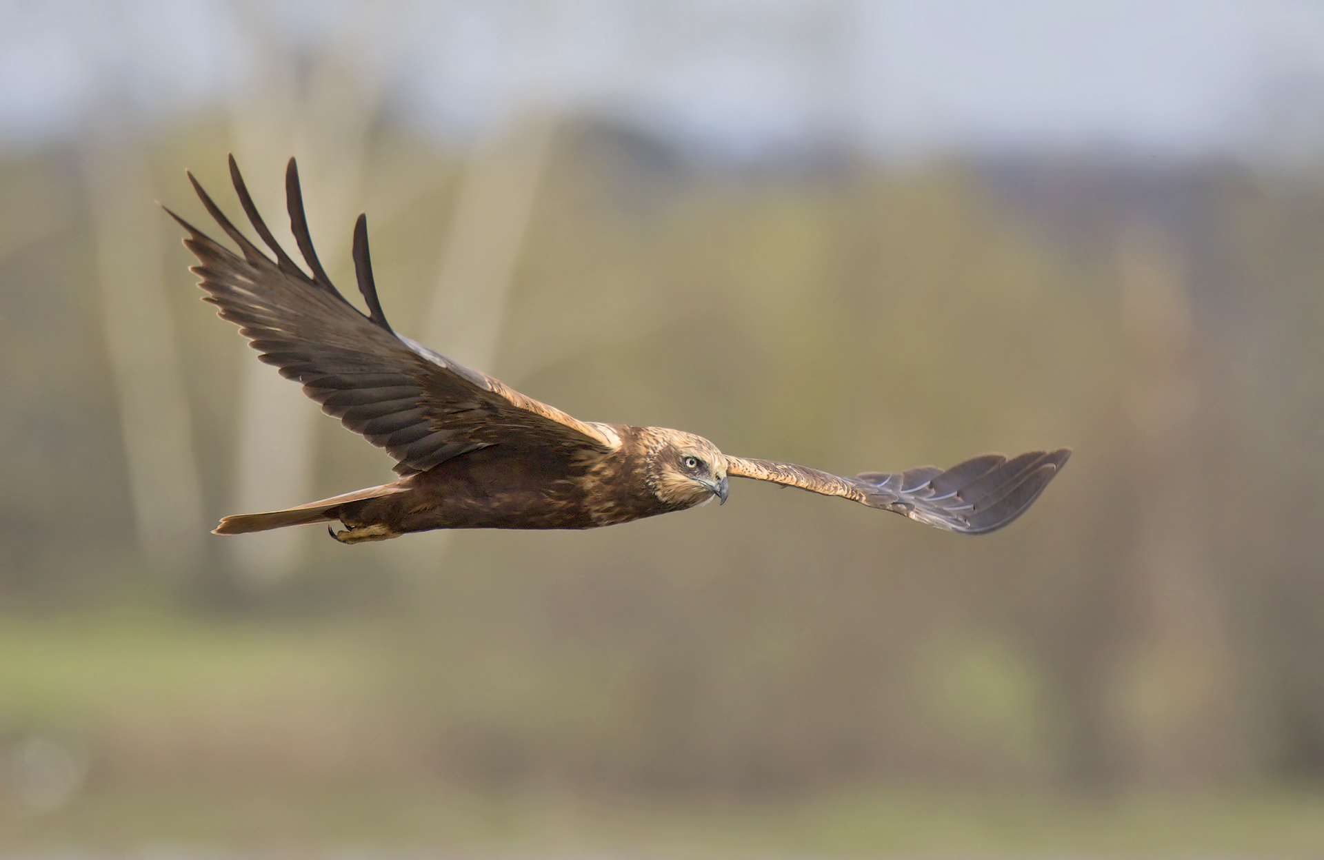 Western Marsh Harrier