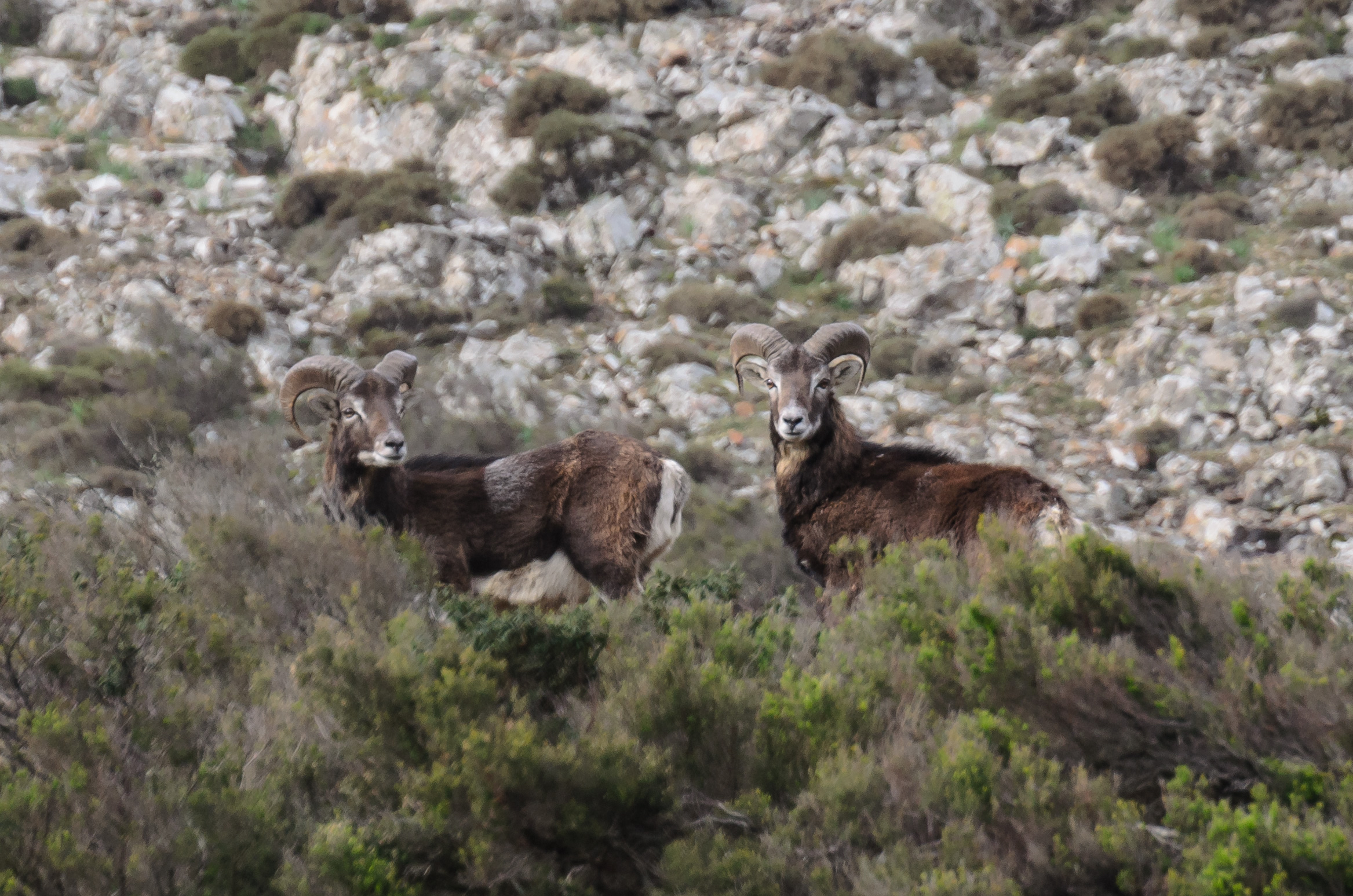 Mouflon