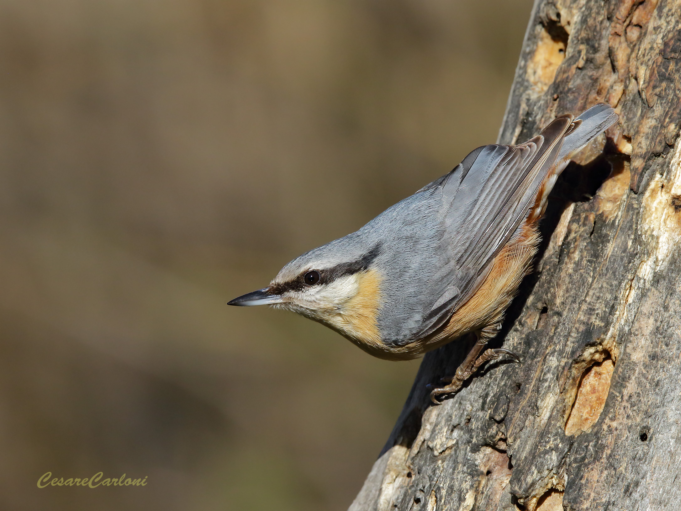 Picchio muratore (sitta europaea)