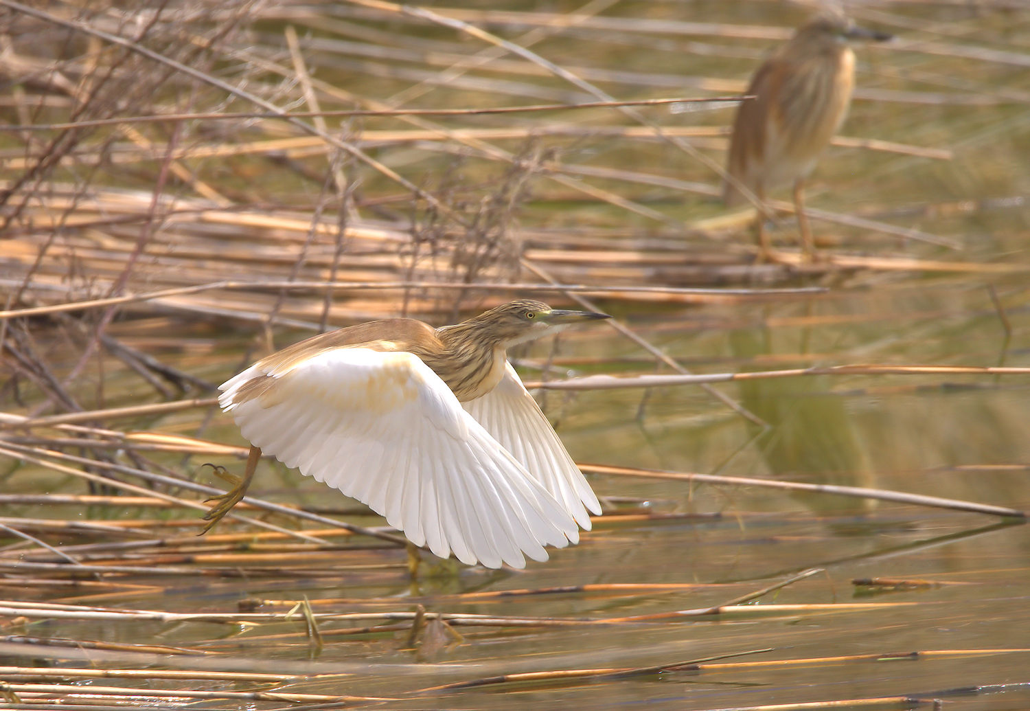 Squacco heron