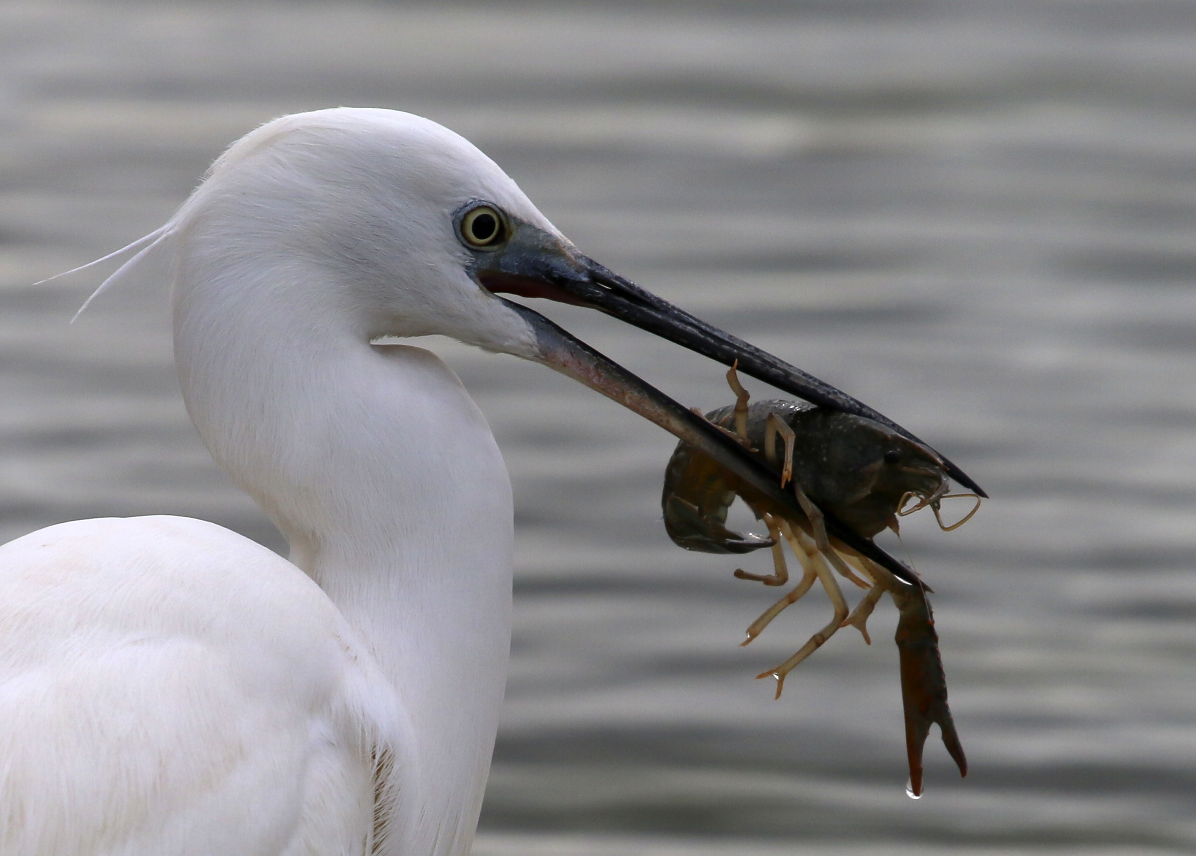 Garzetta ingorda ritratto