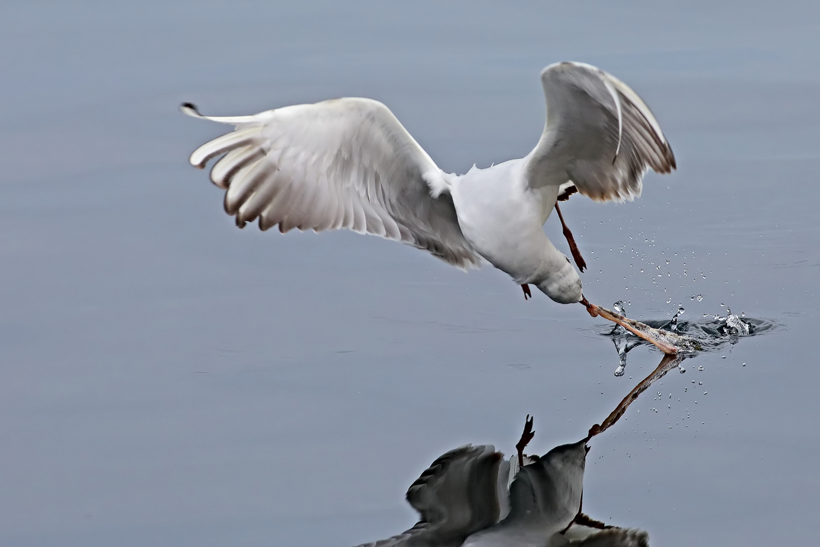 What I did for a bite