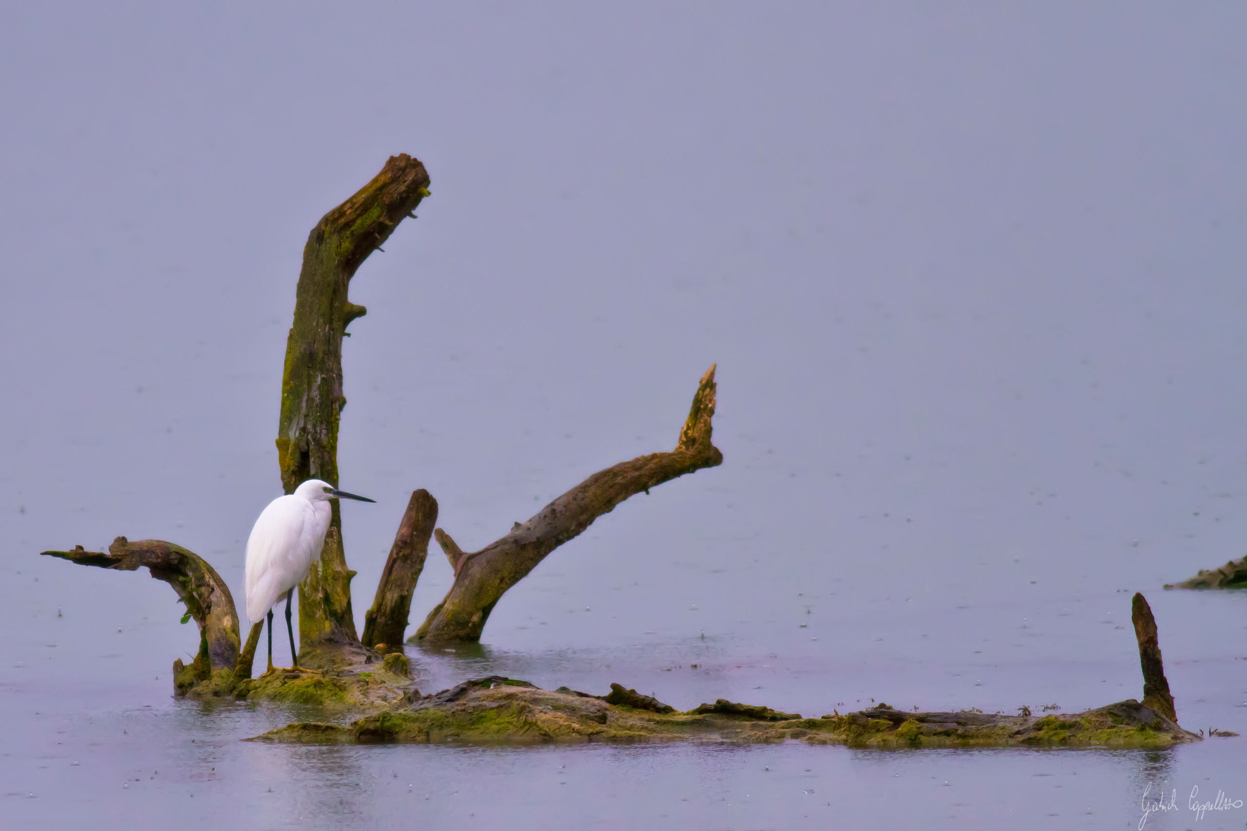 Garzetta (Egretta garzetta)