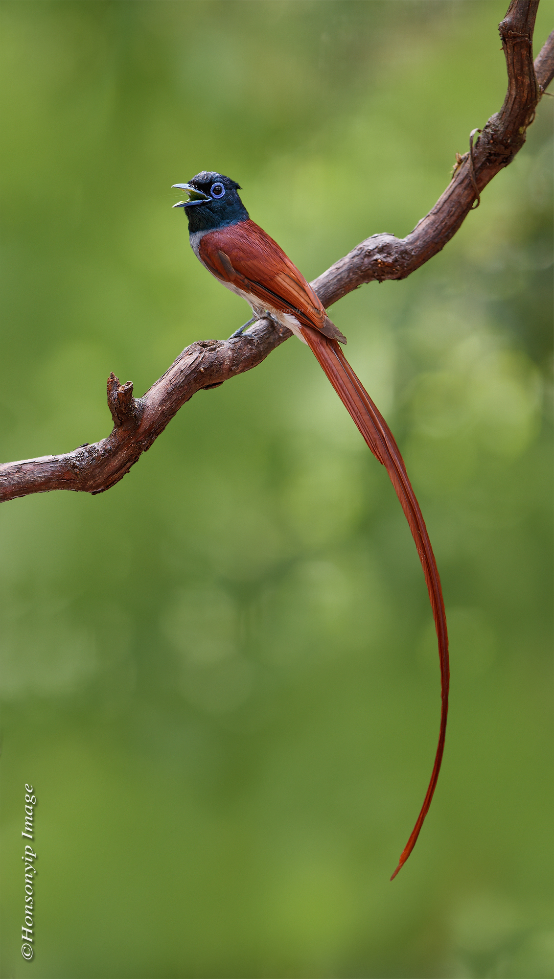 Terpsiphone paradisi _1