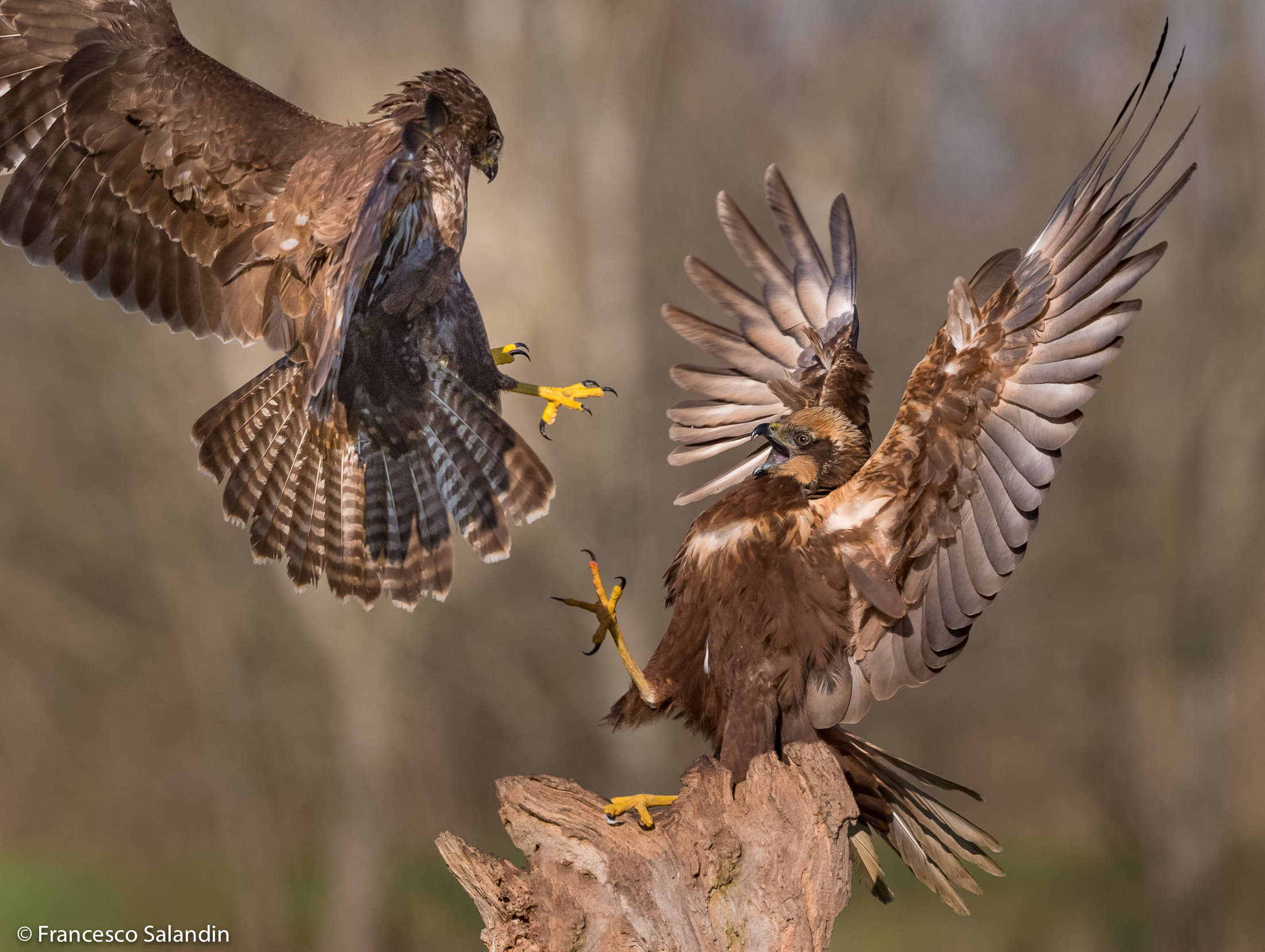 Poiana Vs Falco di Palude