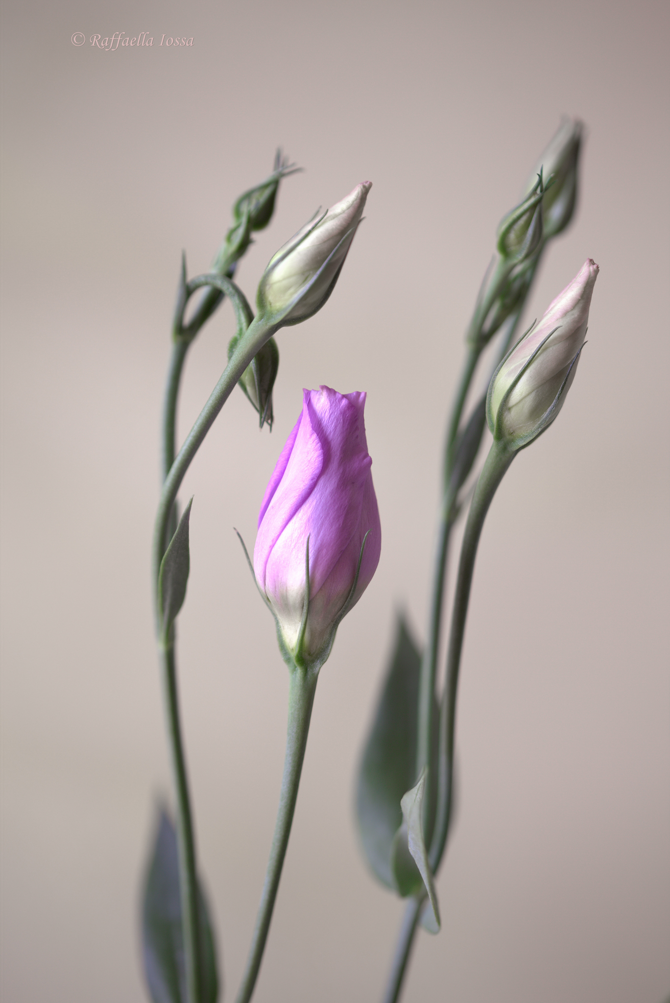 Lisianthus