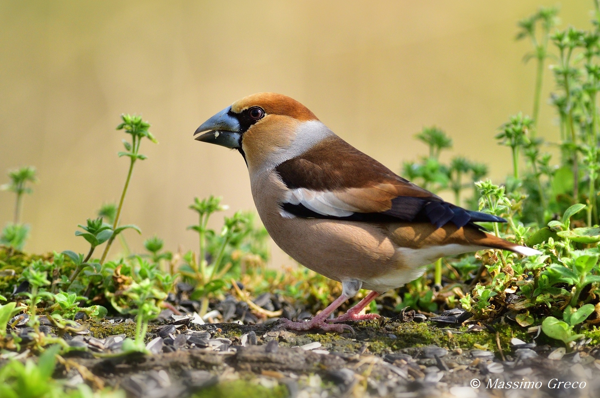 Frosone (Coccothraustes coccothraustes)