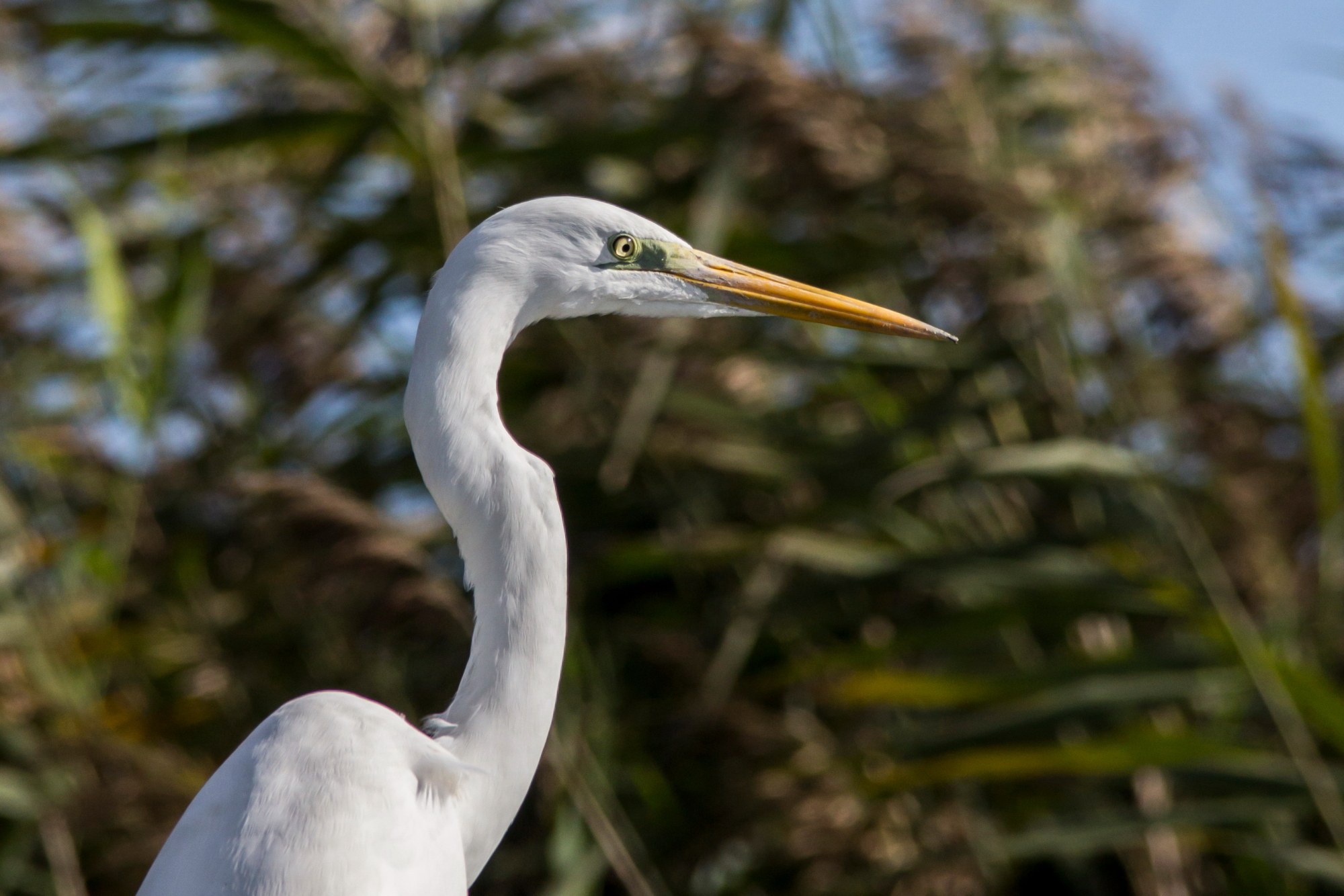 Airone Bianco Maggiore Ritratto...