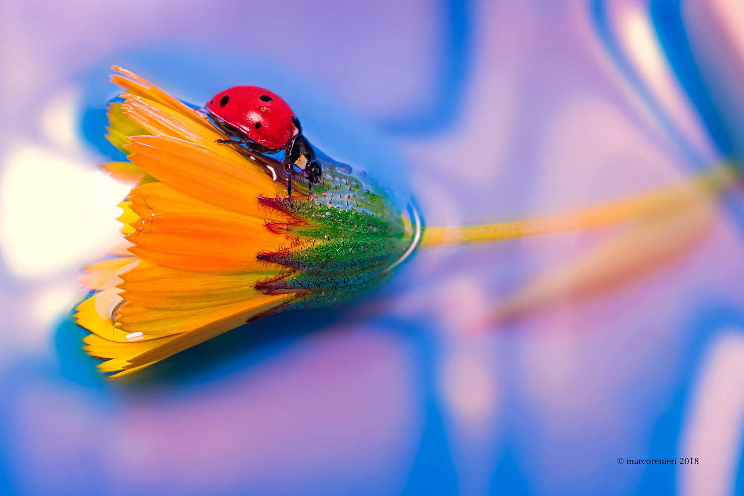Ladybug