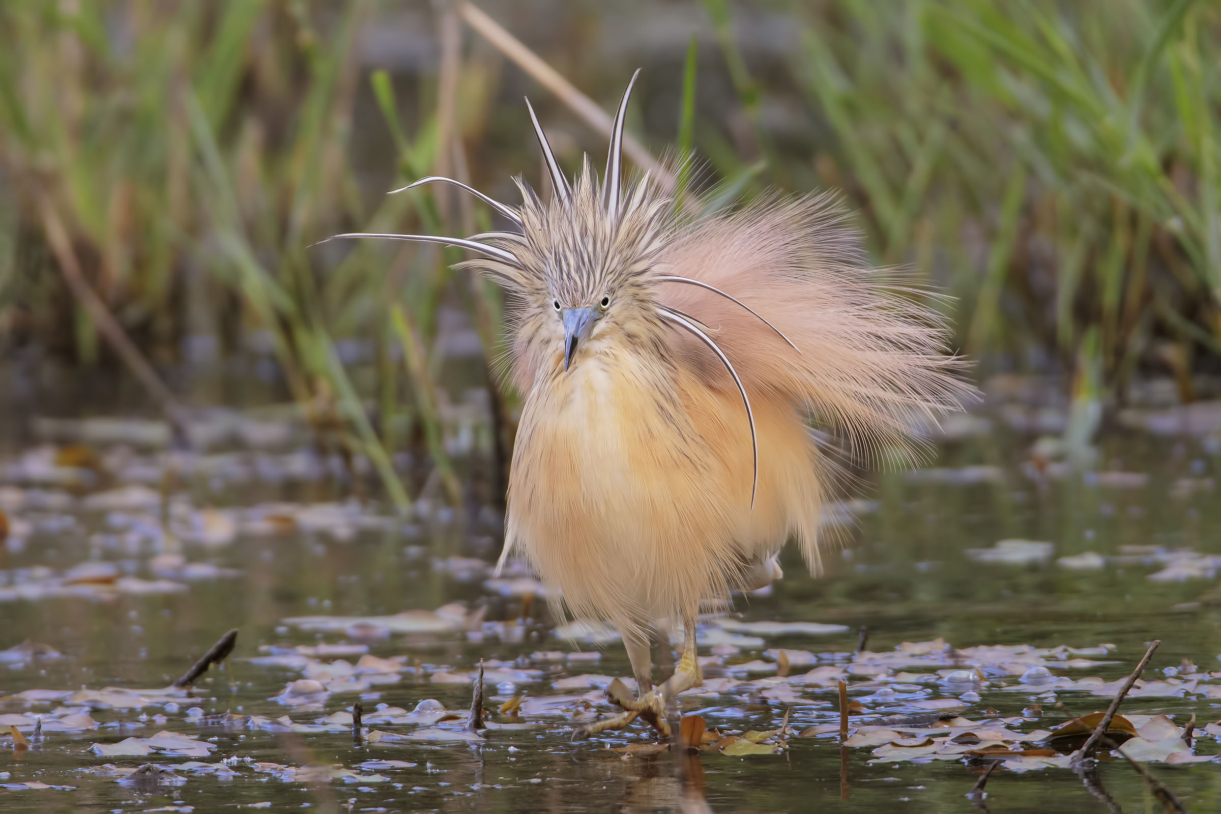Il mostro della palude