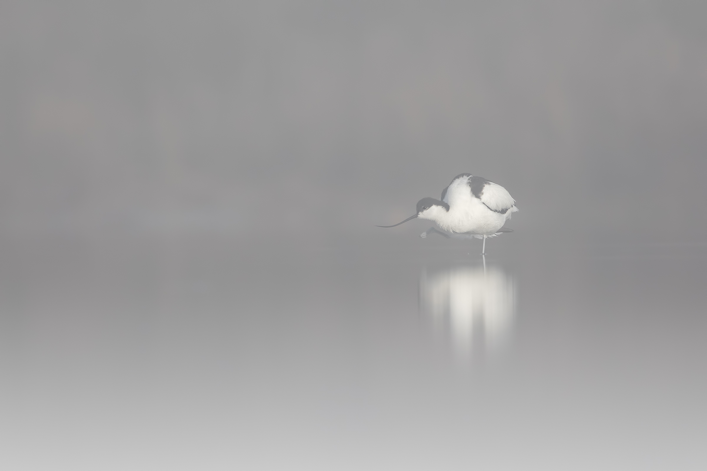 Avocet in fog