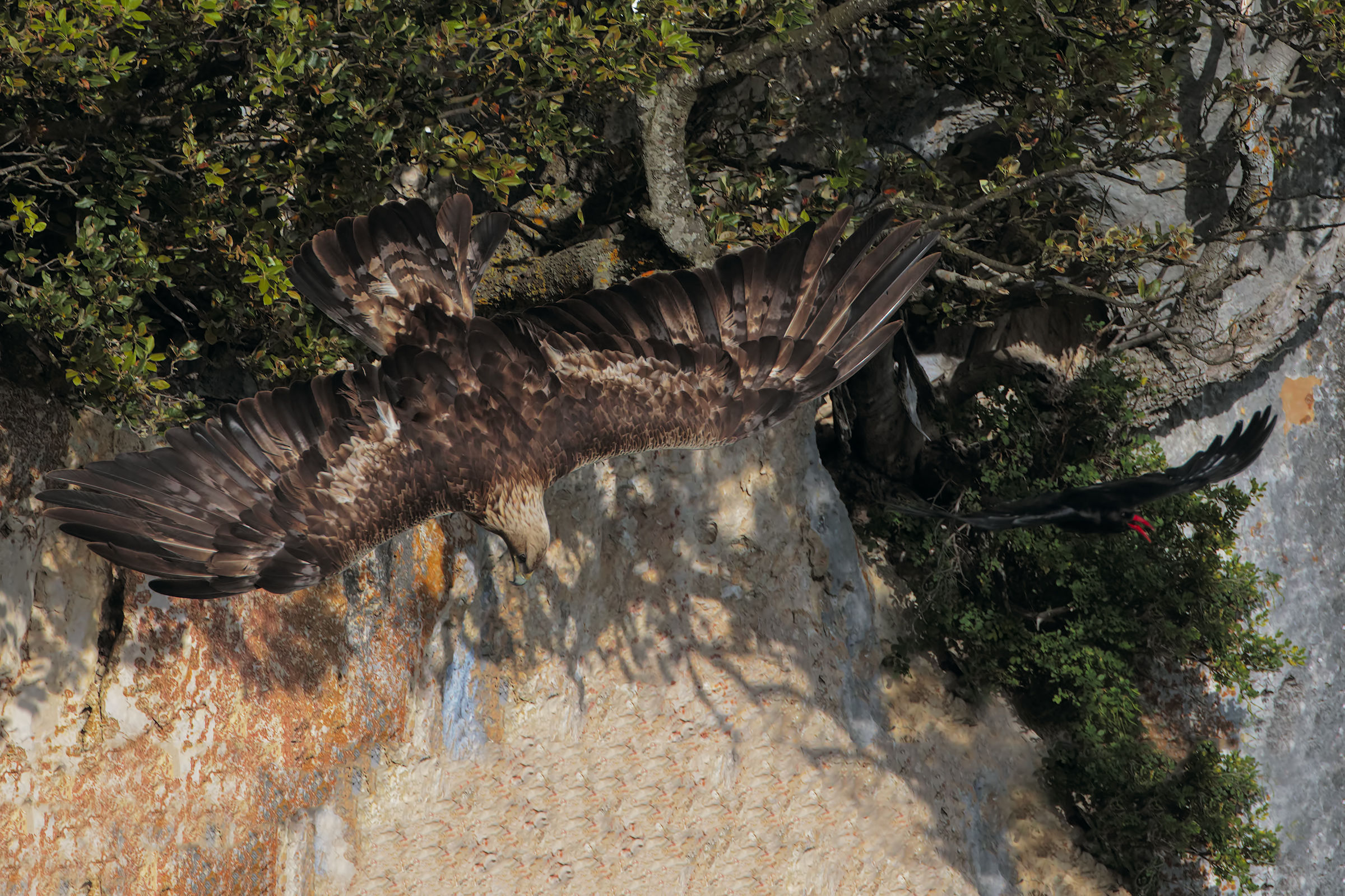 Golden Eagle mobbata from coral Gacchio