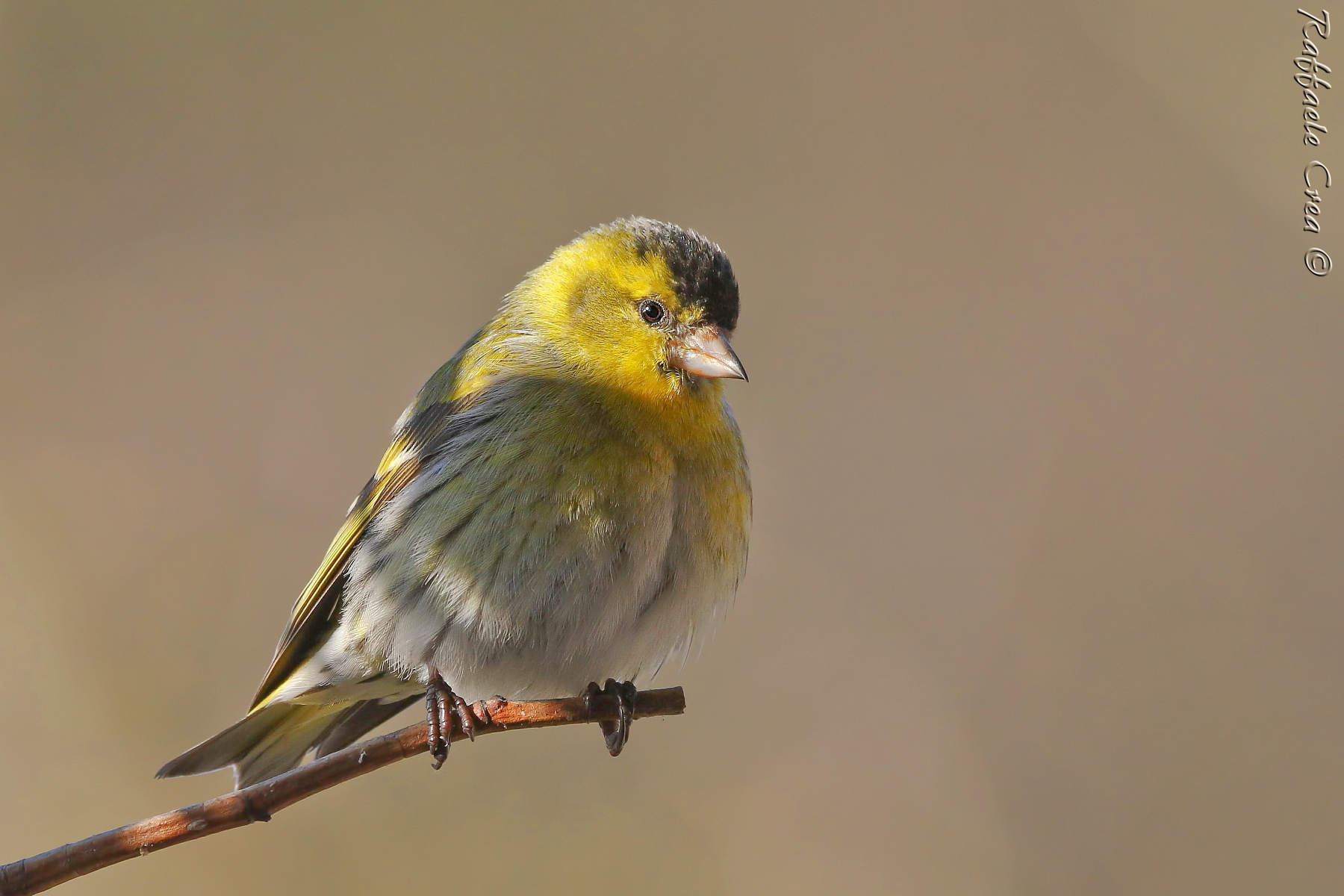Siskin