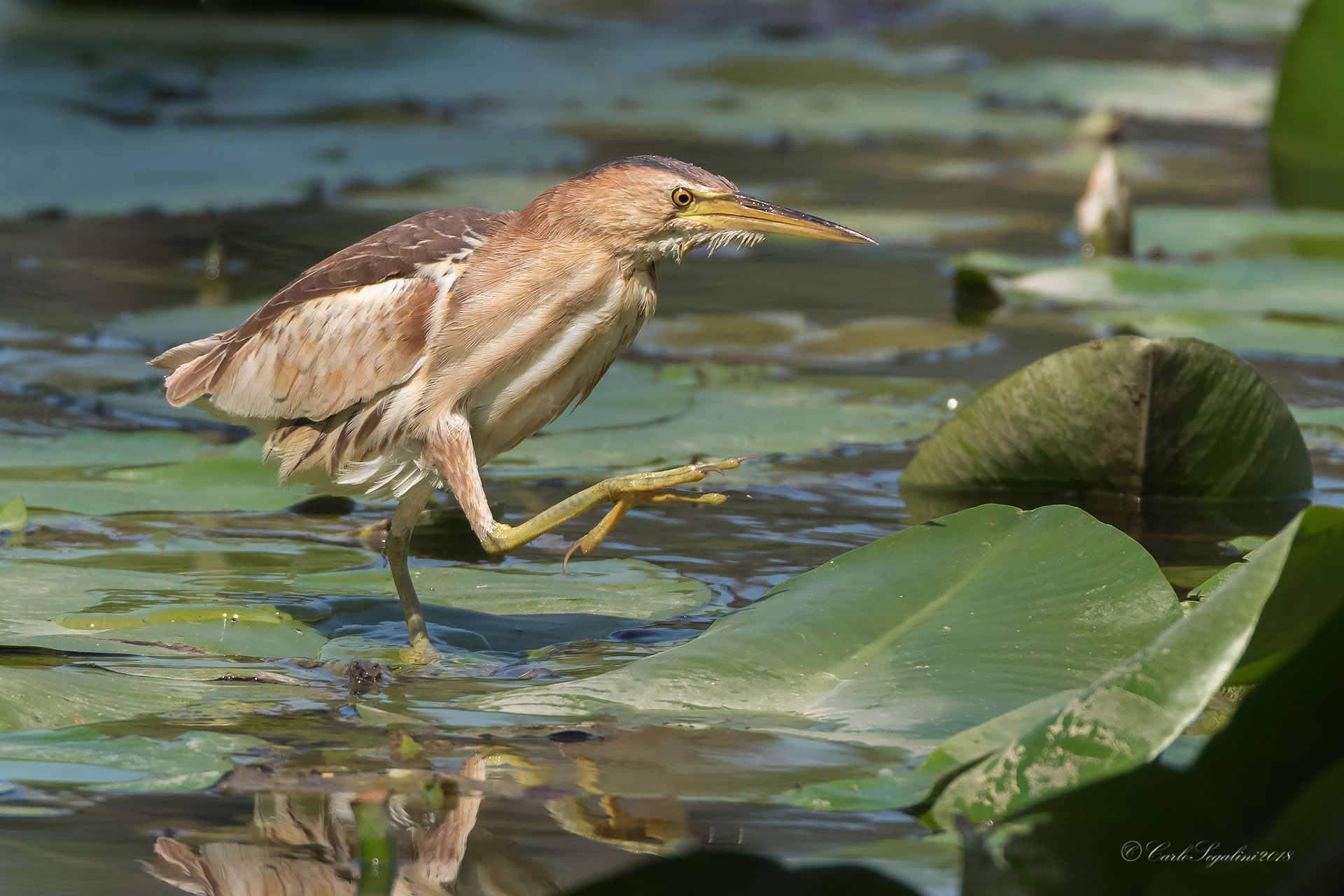 Little Bittern female in predation