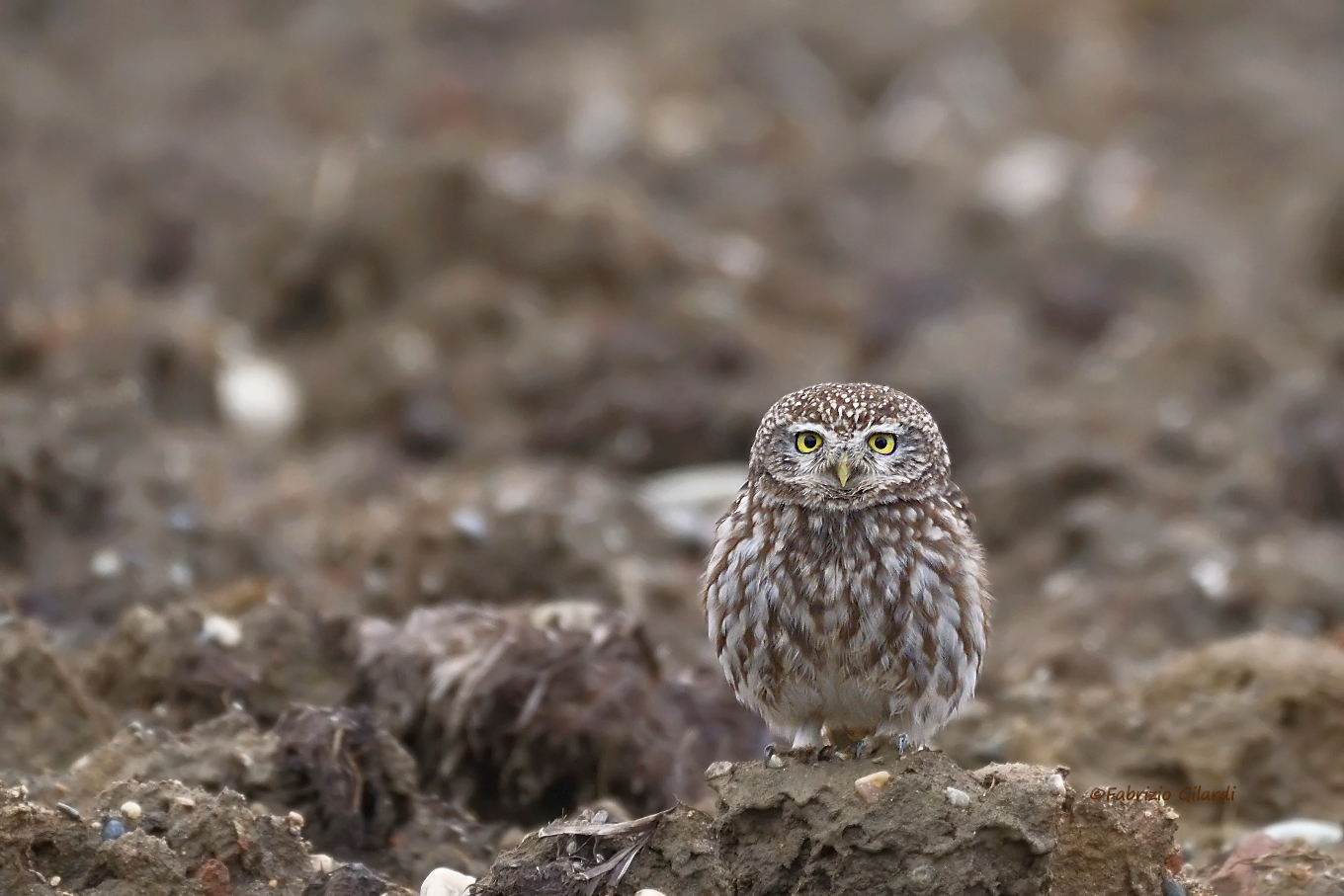 Civetta (Athene noctua)