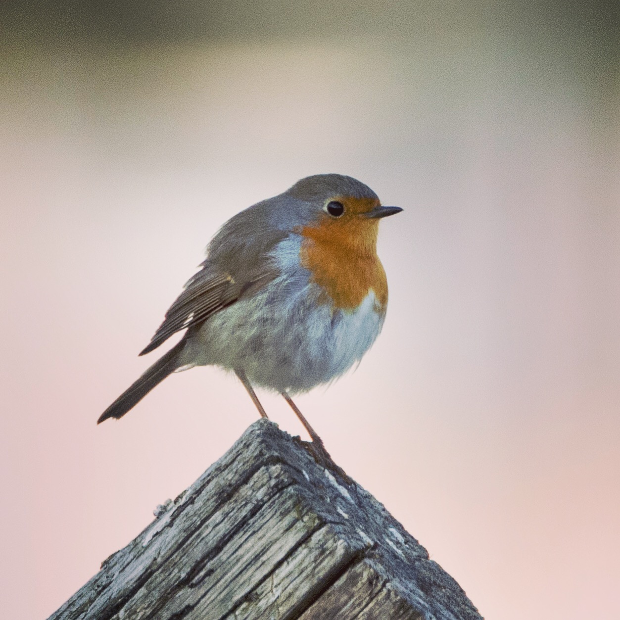 Robin