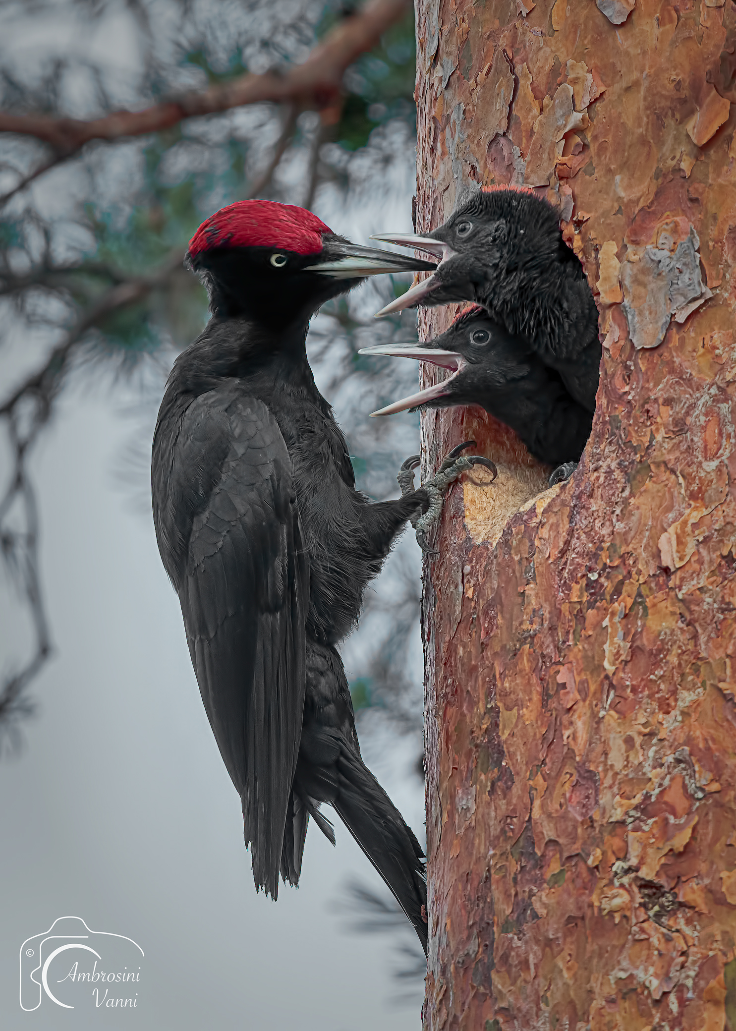 When Daddy comes home